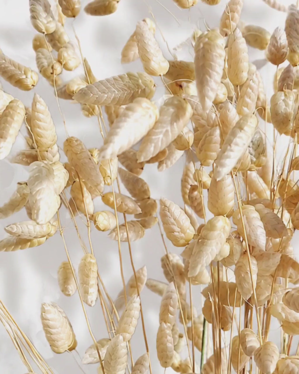 Wheat Color Briza Grass