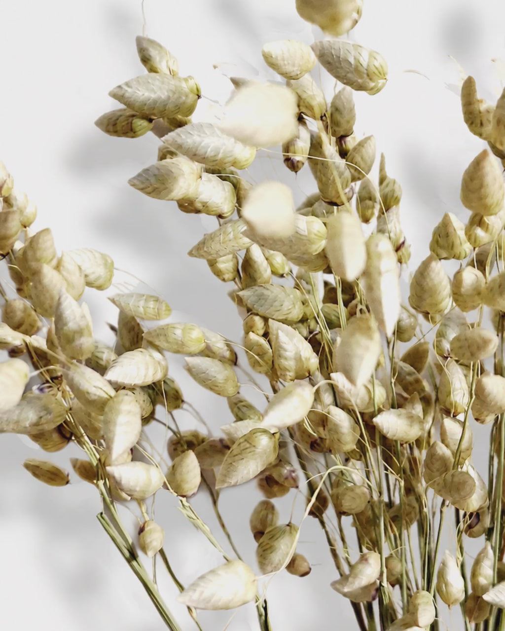 Natural Wheat Briza Grass, Dried Quaking Grass Bunch