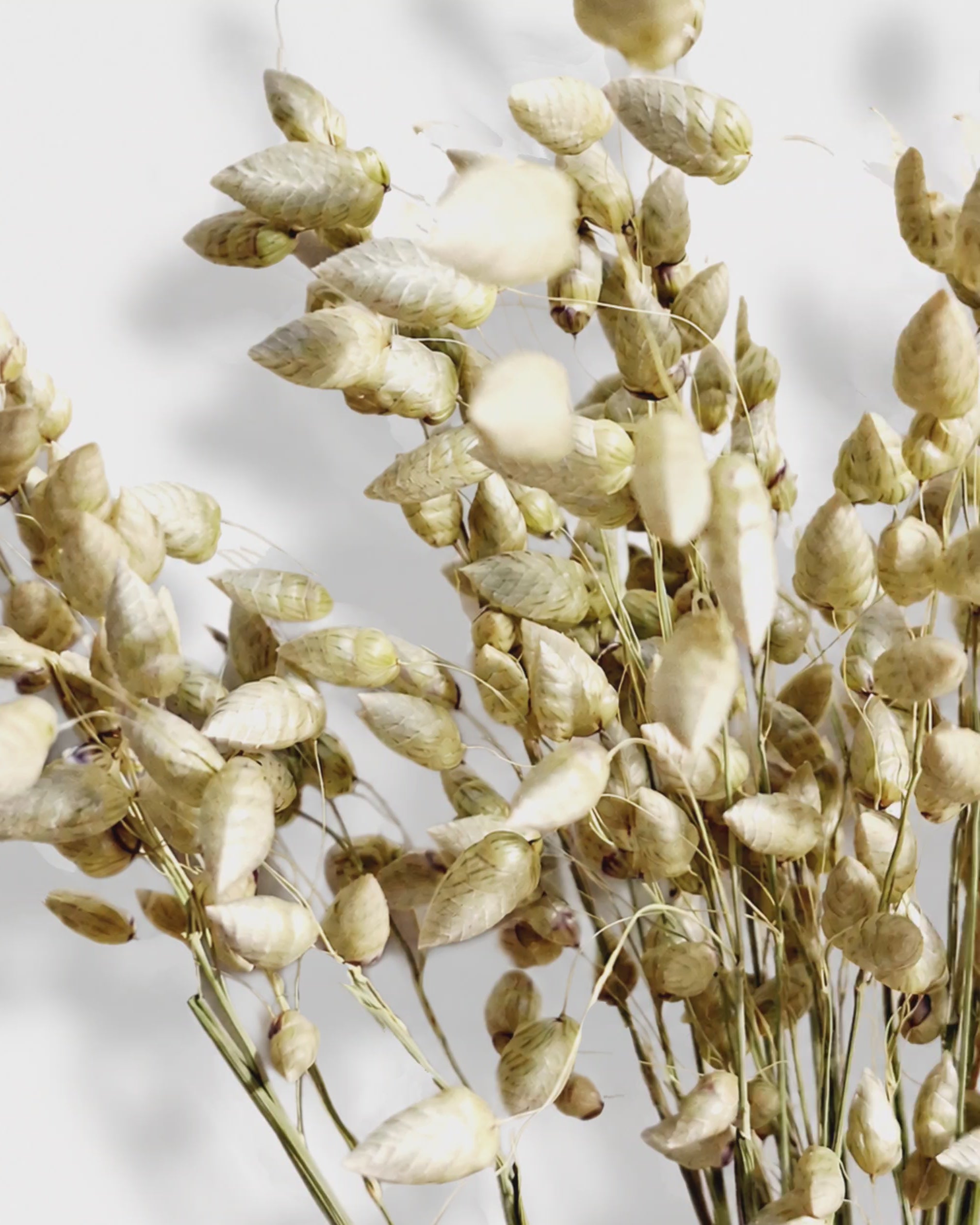 Natural Wheat Briza Grass, Dried Quaking Grass Bunch