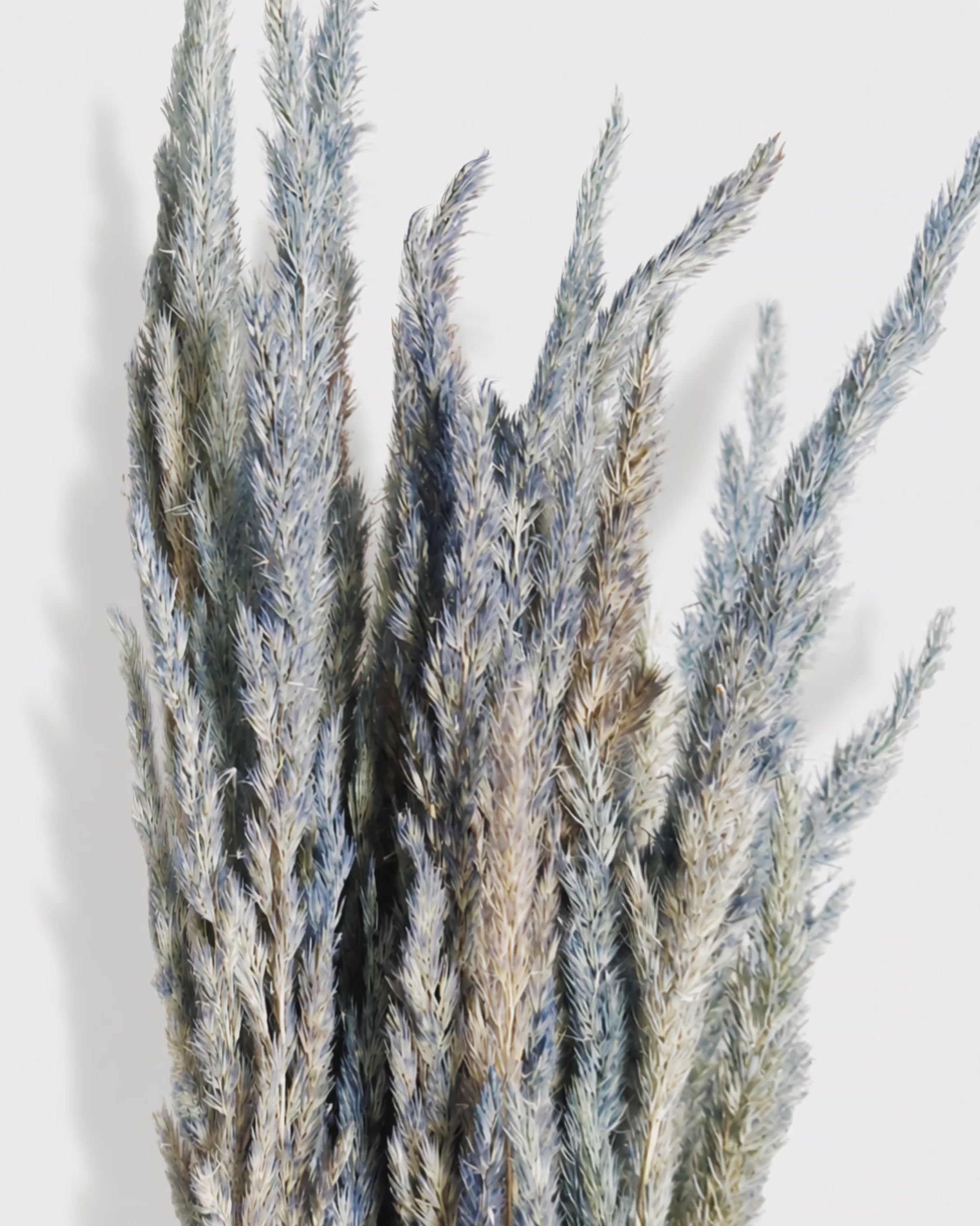 Dried Dusty Blue Calamagrostis Stems - Smoky Grey Blend