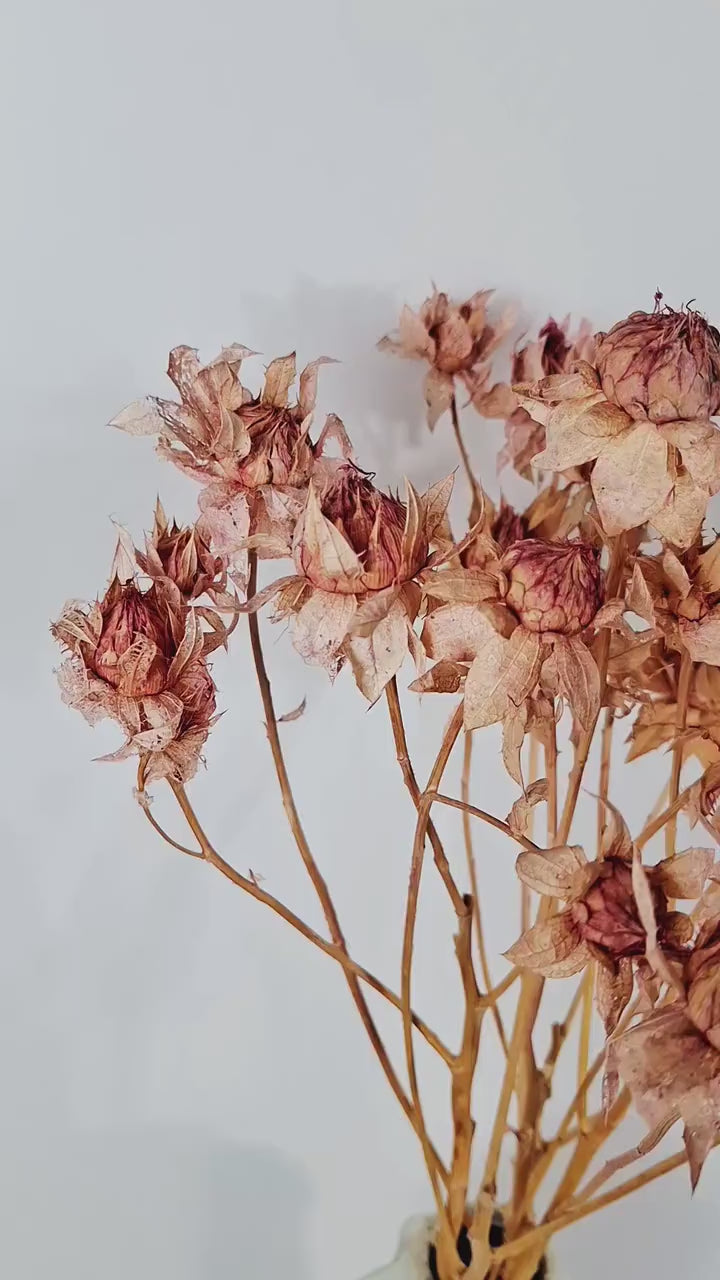 Dried Safflower Stems | Natural Blush Pink Beige Flowers | Dried Flower Material | Floristry Supply | Craft Flowers