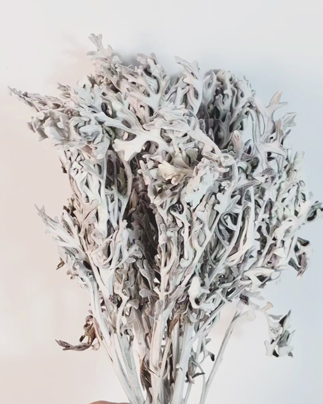 Silver Cineraria Stems