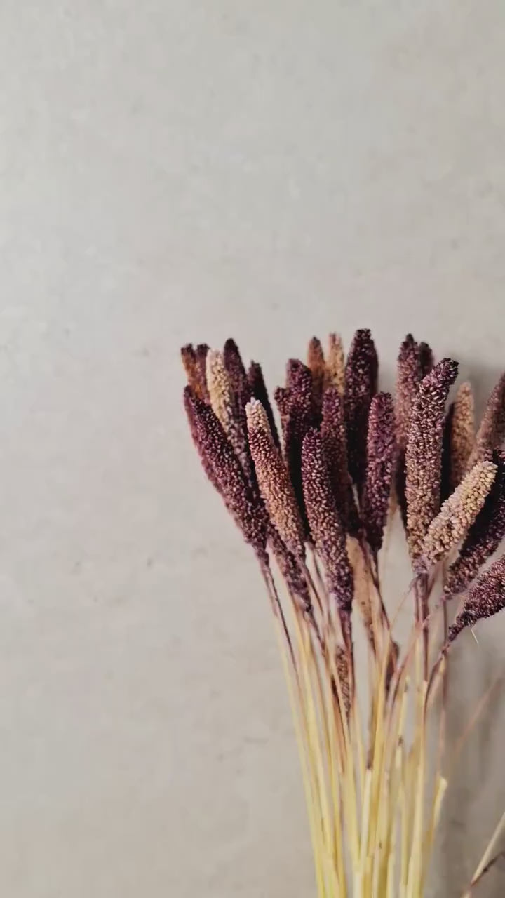 Natural Dried Setaria Stems 50–60 cm | Purple Brown Millet Grass | Dried Floral Supply | Florist Material | Craft Flowers