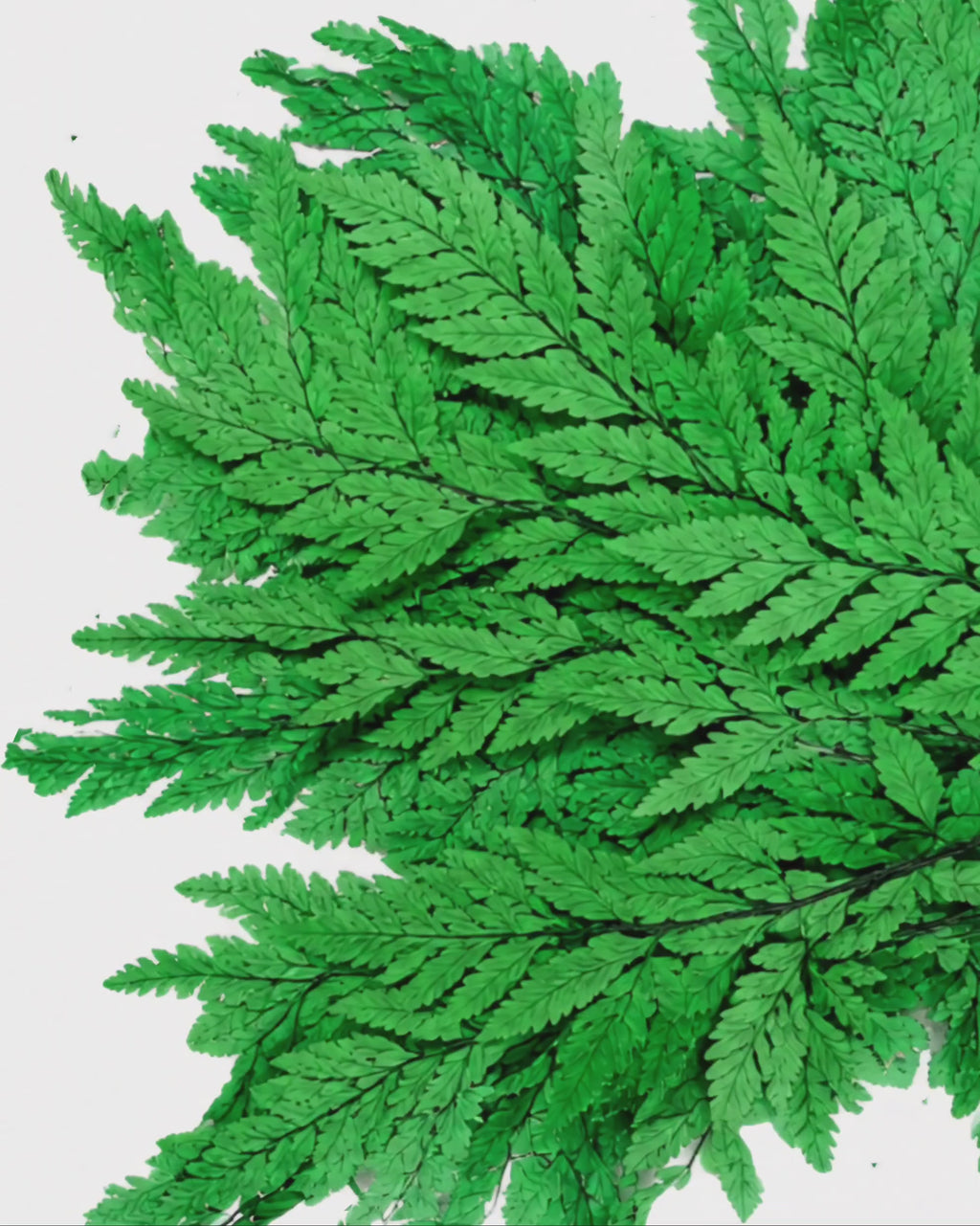 Dried Leatherleaf Fern Stems