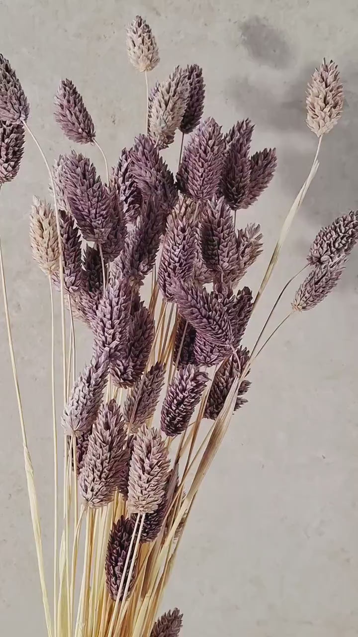 Purple Phalaris Stems | Preserved Canary Grass | Florist Supply | DIY Floral Craft | Dried Flower Supply