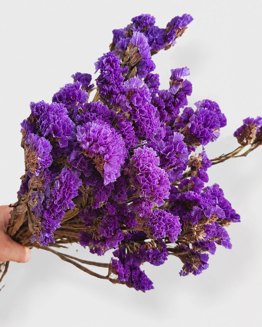 Deep Purple Statice Stems
