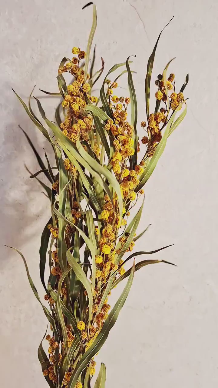 Dried Mimosa Flowers | Yellow Dried Flower Stems | Florist Supply | Botanical Stems | 5 Stems