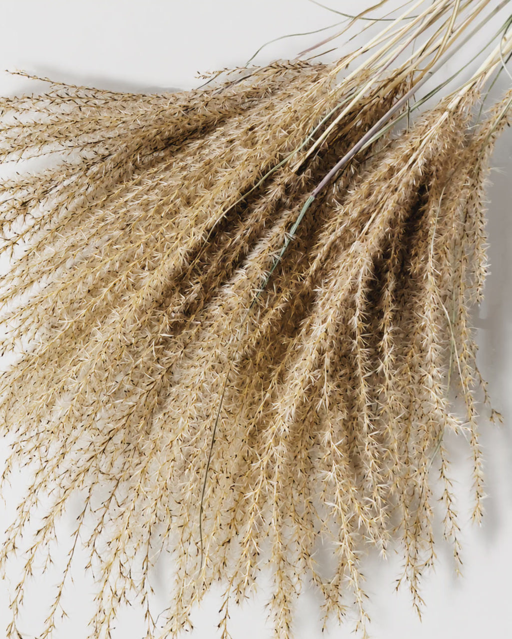 Natural Beige Miscanthus Stems