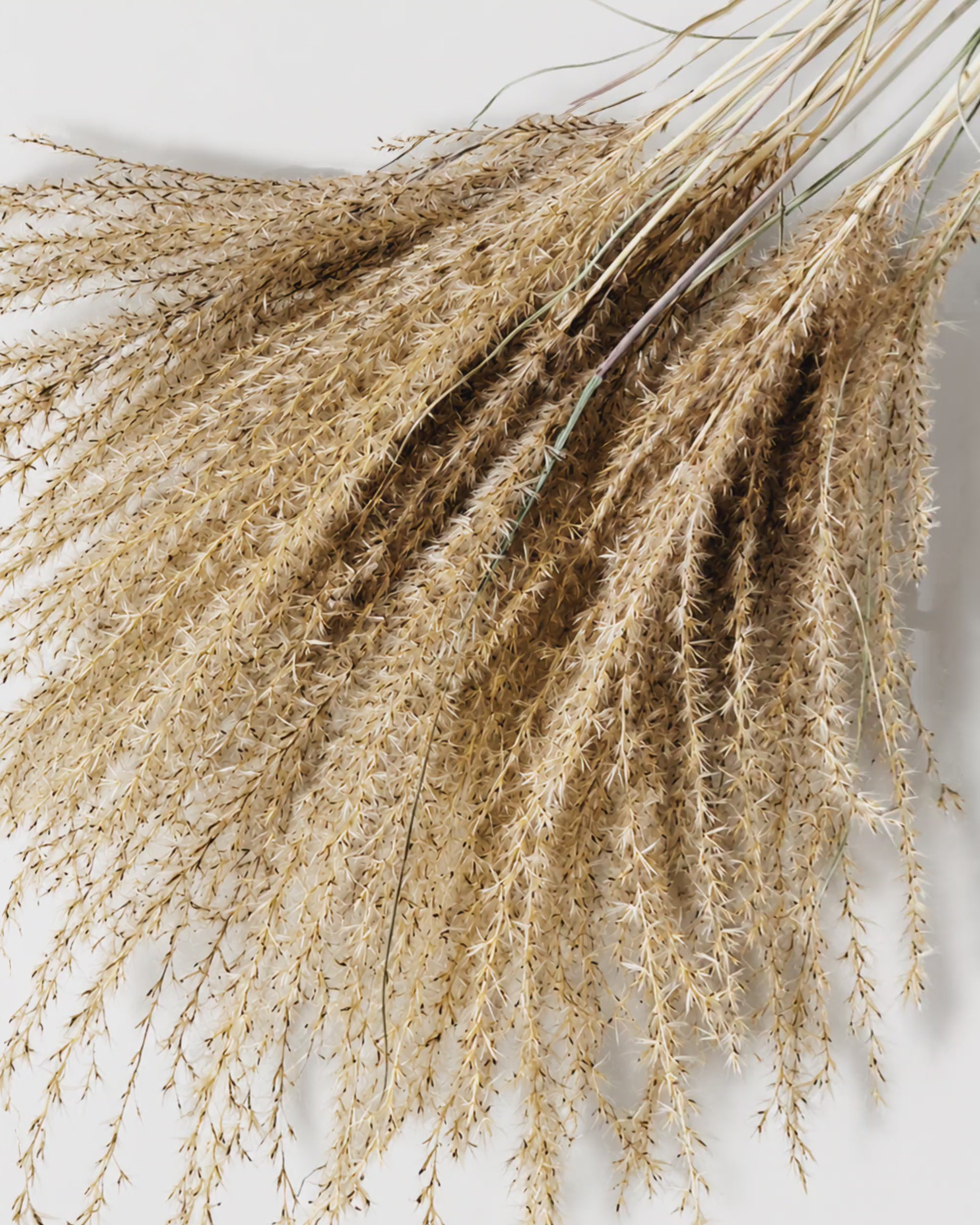 Natural Beige Miscanthus Stems