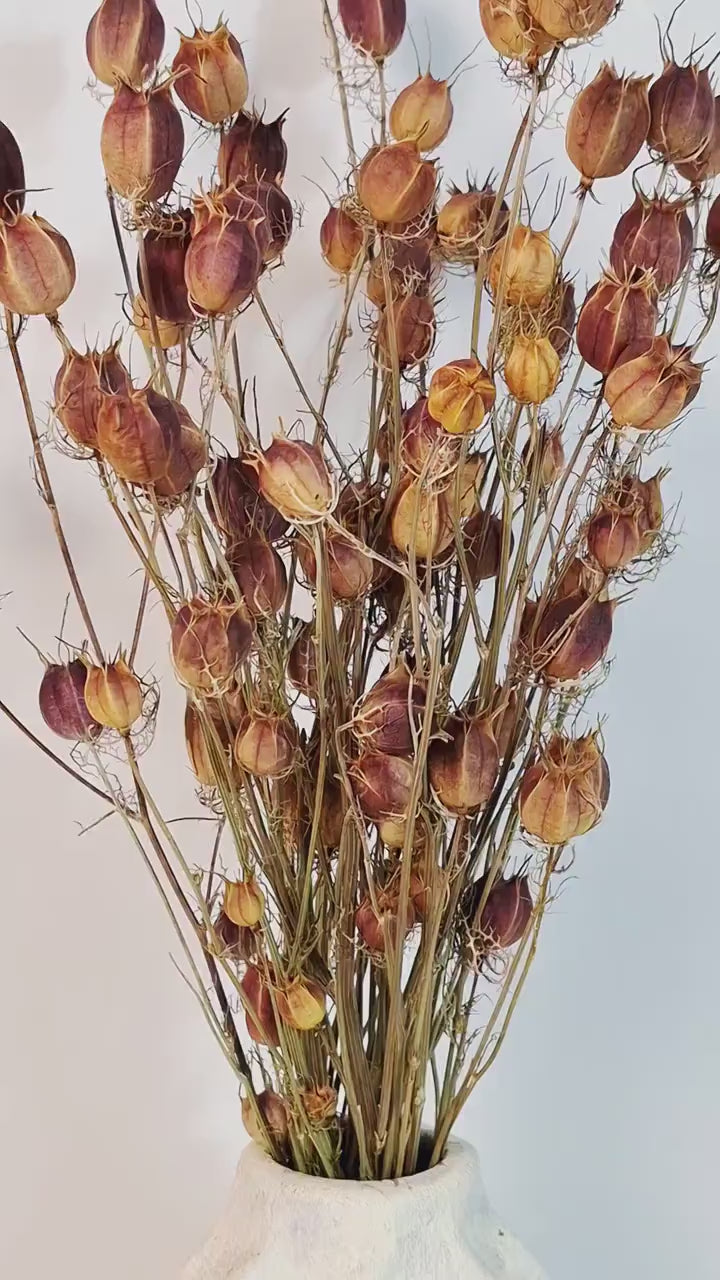 Preserved Nigella Pods | Natural Nigella Damascena | Botanical Floral Supply | Florist Material | Dried Seed Pods
