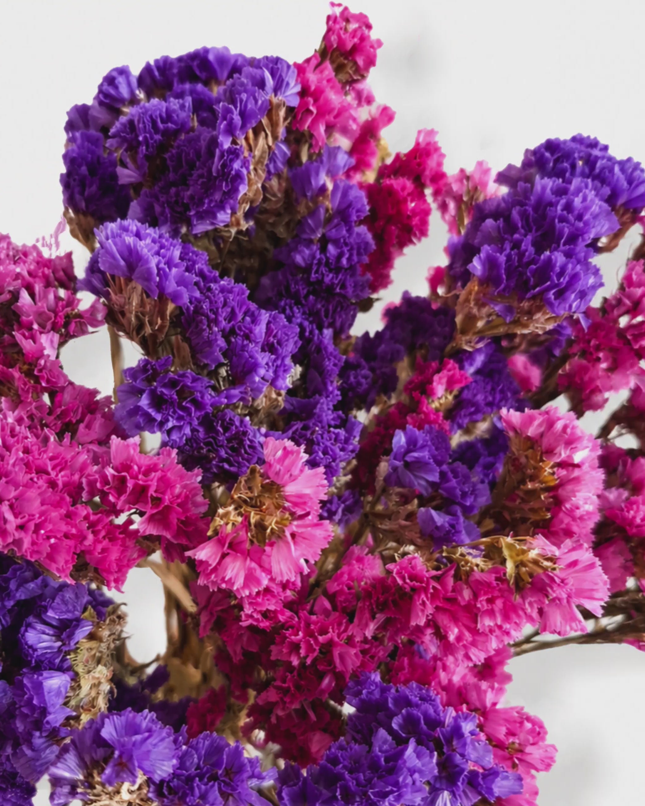 Dried Statice — Purple & Pink Mix