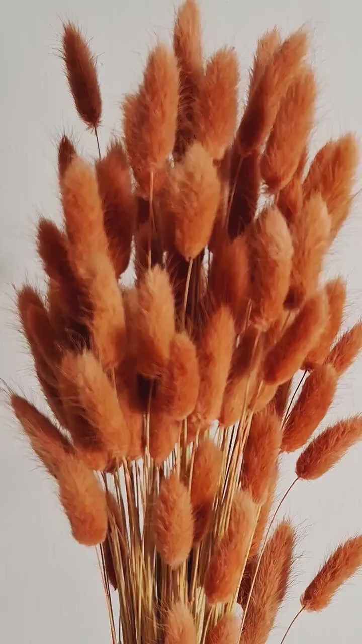 Orange Lagurus Stems | Burnt Orange Bunny Tail Grass | Dried Flower Supply | Bulk Floral Supply | Florist Material | Autumn Florals