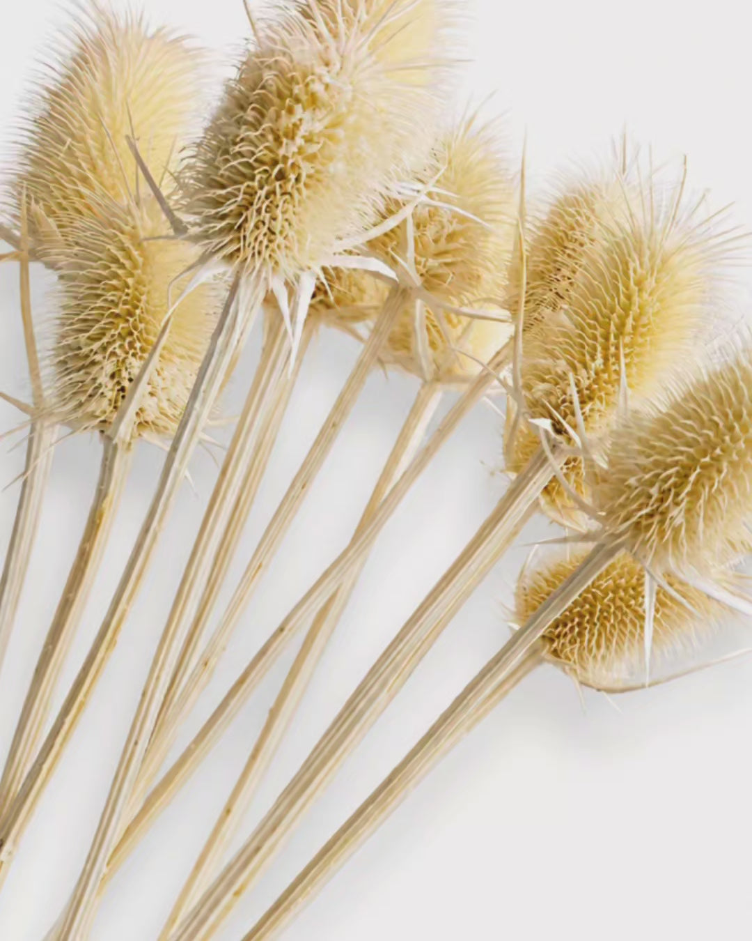 Natural Dried Teasel Stems