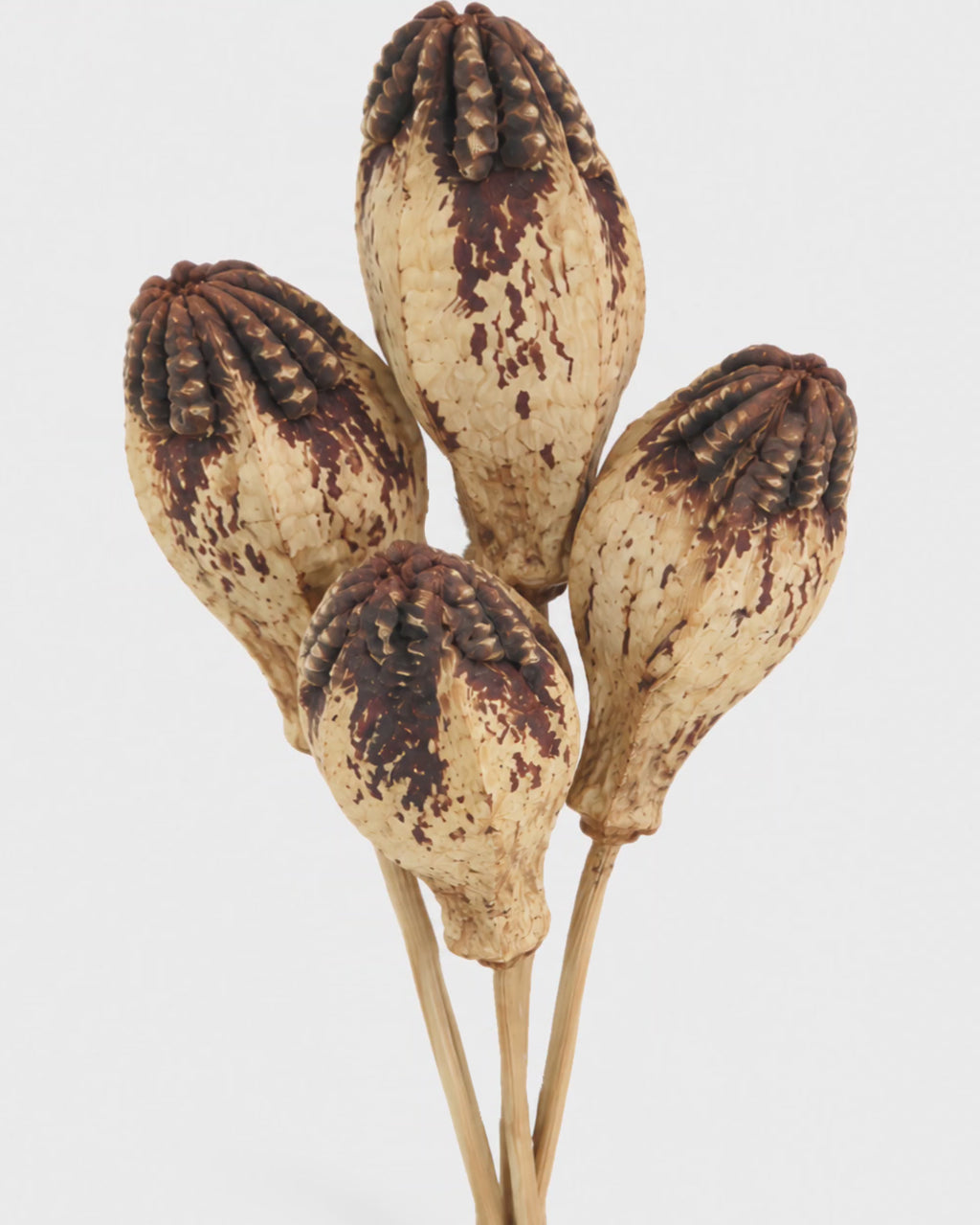 Dried Natural Mahogany Pods 10 Stems - 50cm Decorative Botanicals