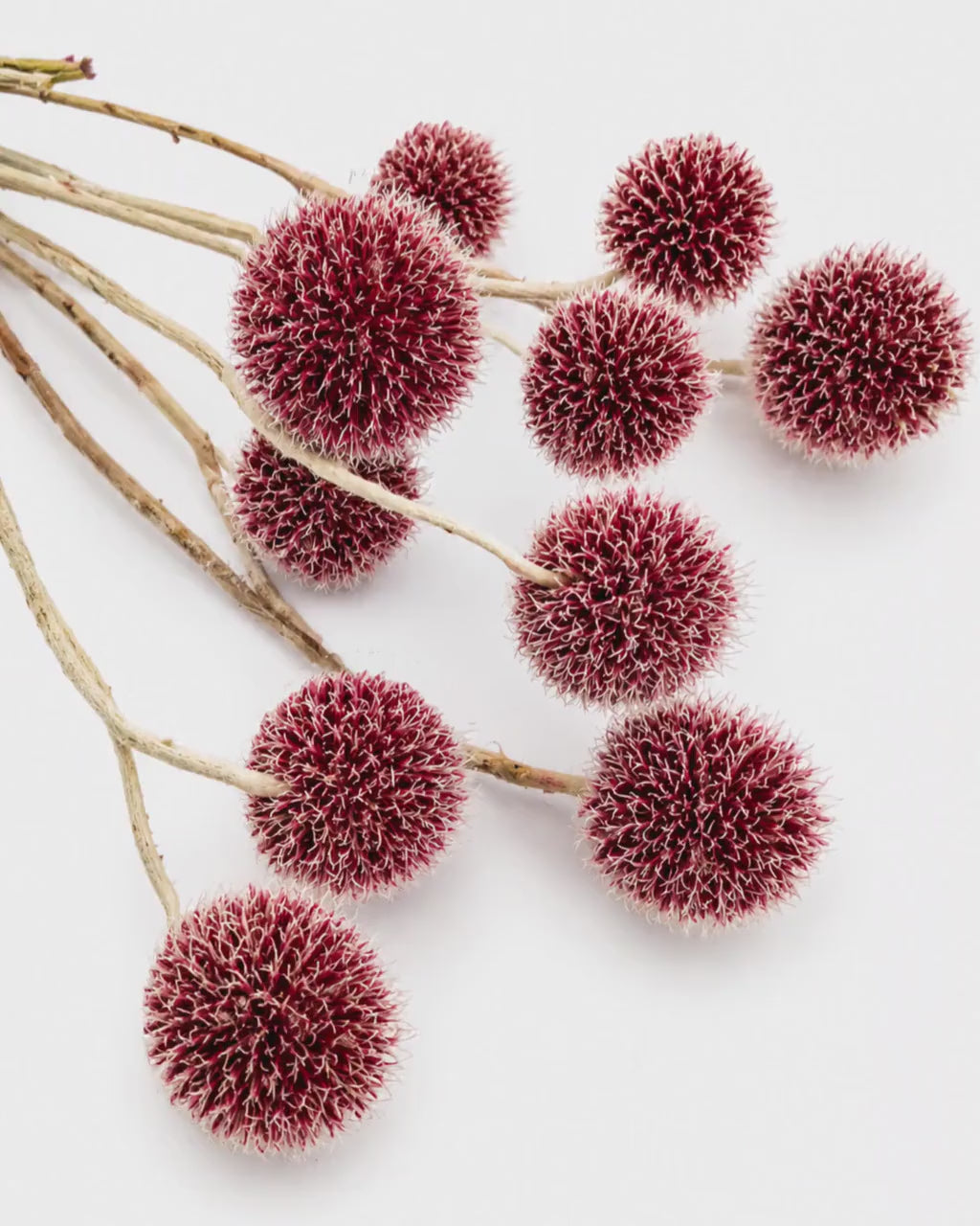 Dried Burgundy Echinops 10 Stems - Globe Thistle Flower Bunch