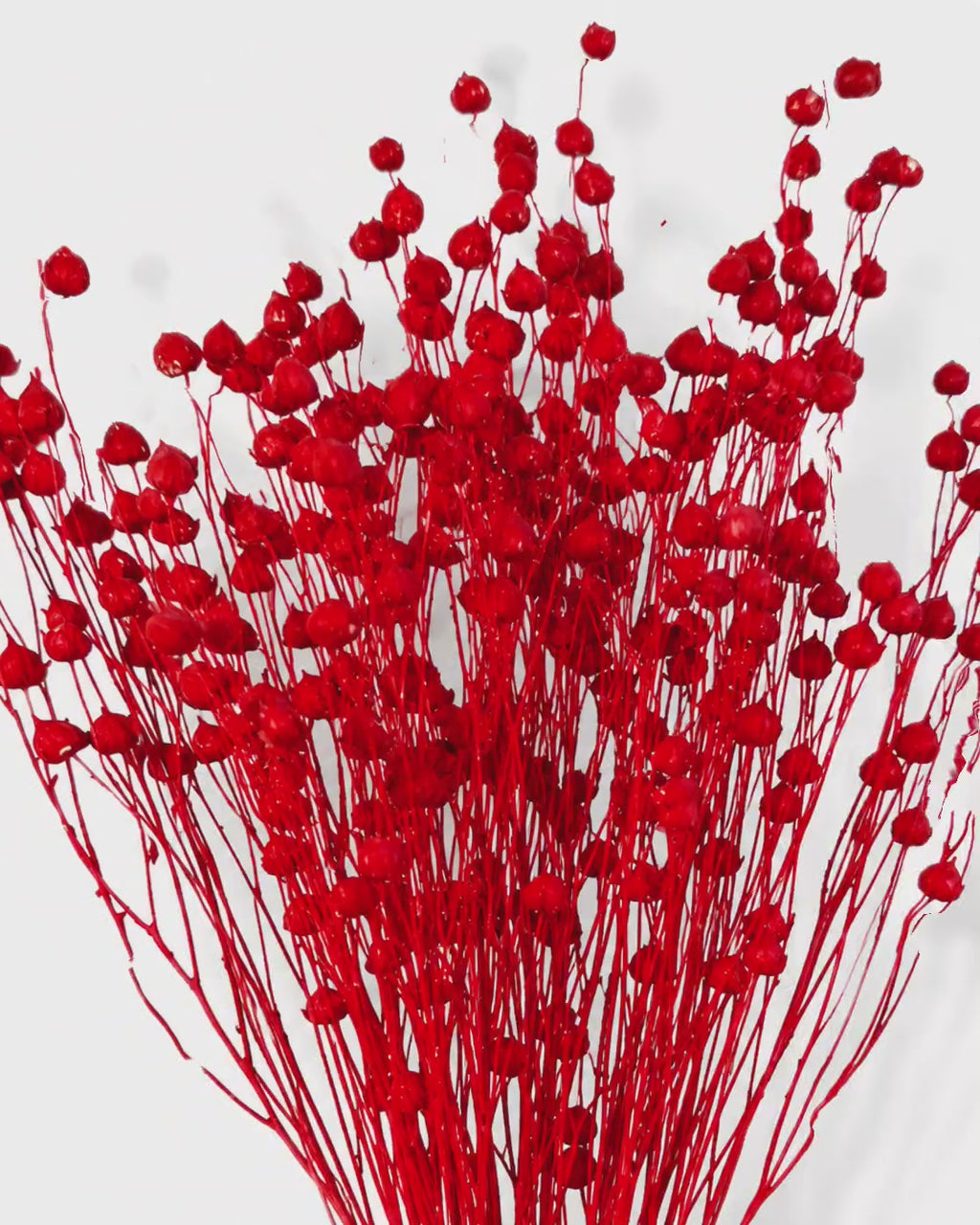 Bright Red Dried Flax Stems