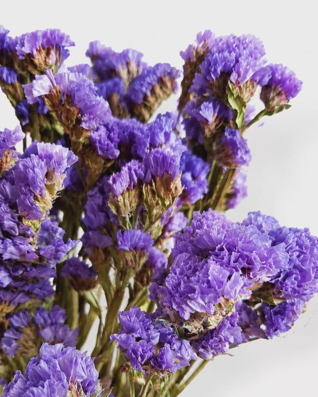 Blue Lavender Statice Stems