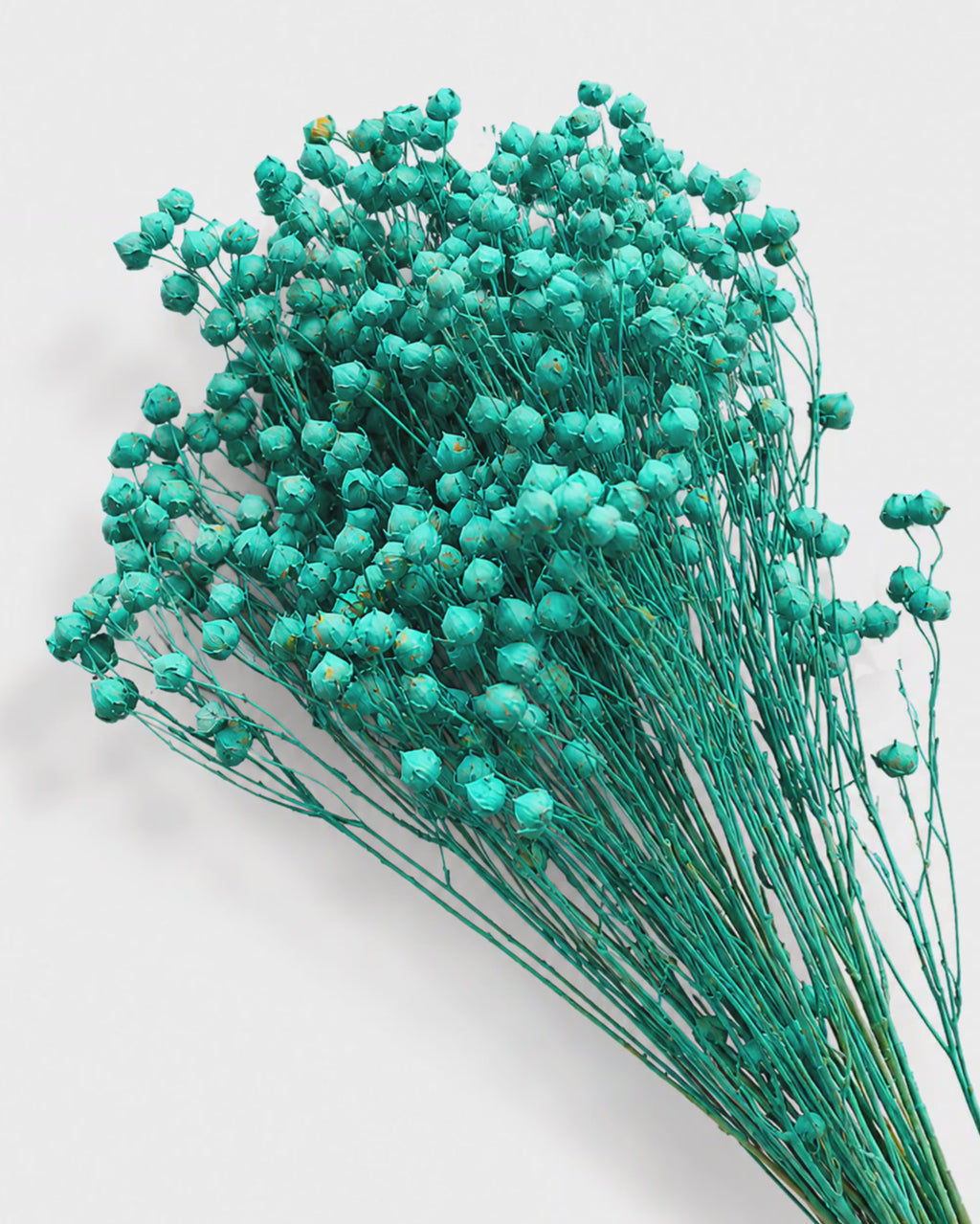 Premium Stabilized & Dyed Turquoise Flax Stems (Linum)