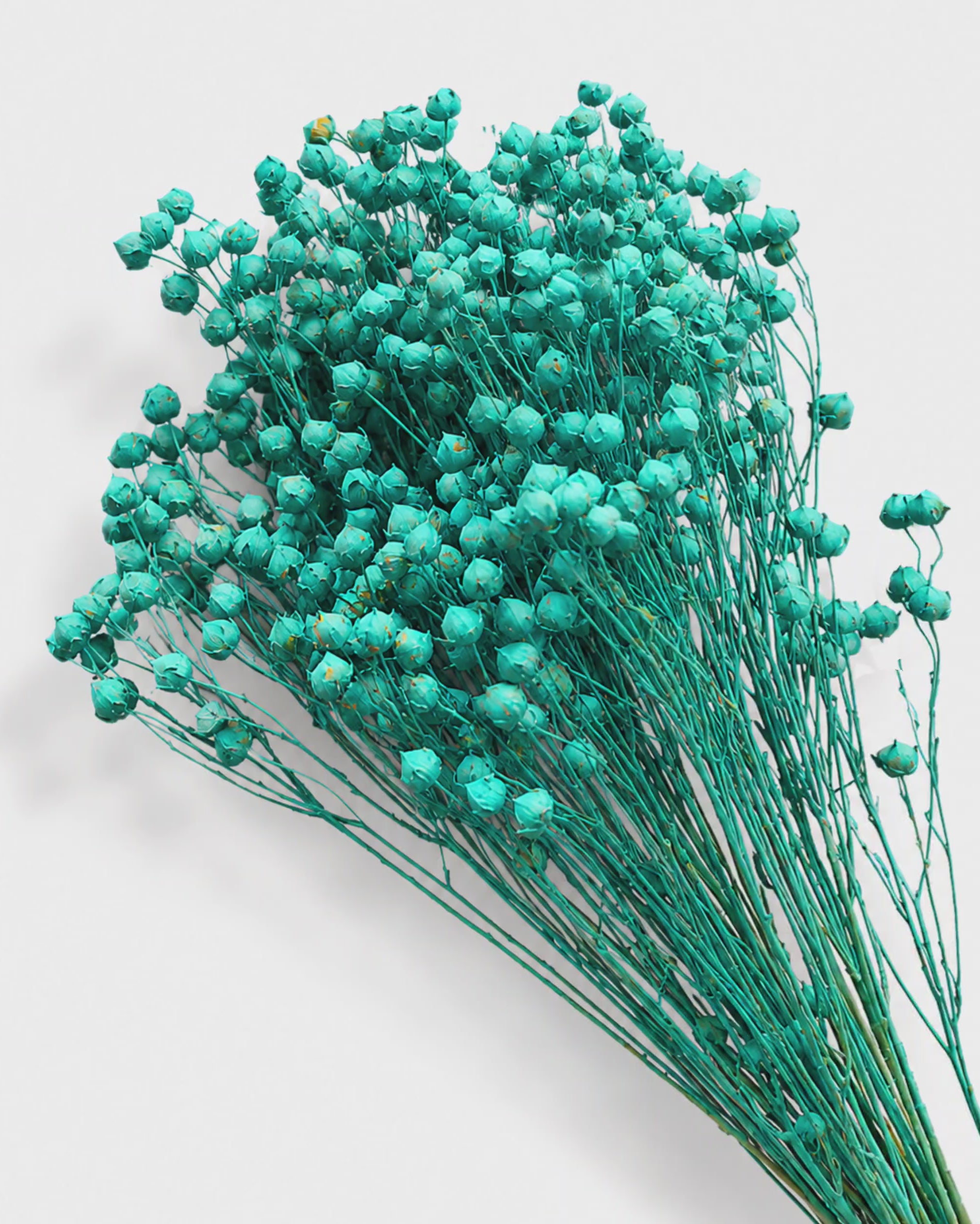 Premium Stabilized & Dyed Turquoise Flax Stems (Linum)