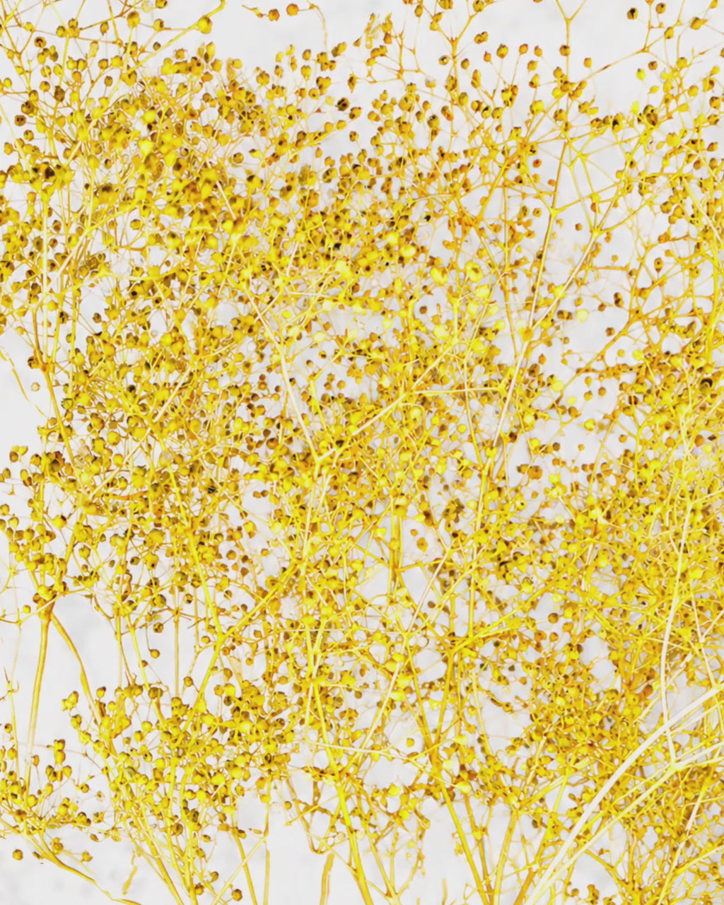 Yellow Preserved Gypsophila Stems