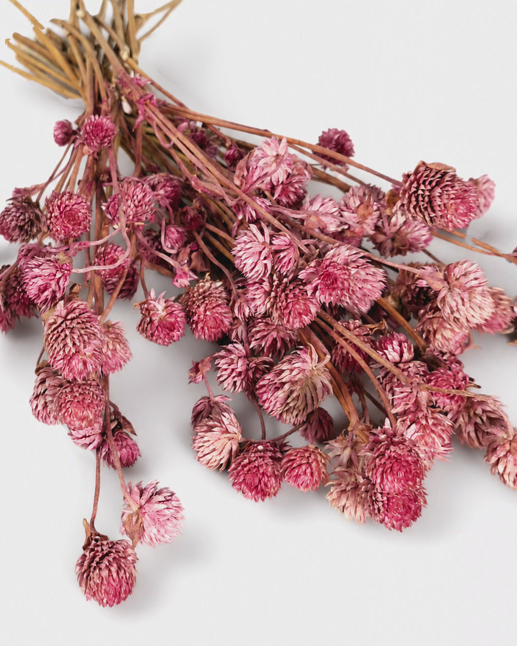 Pink Gomphrena Stems