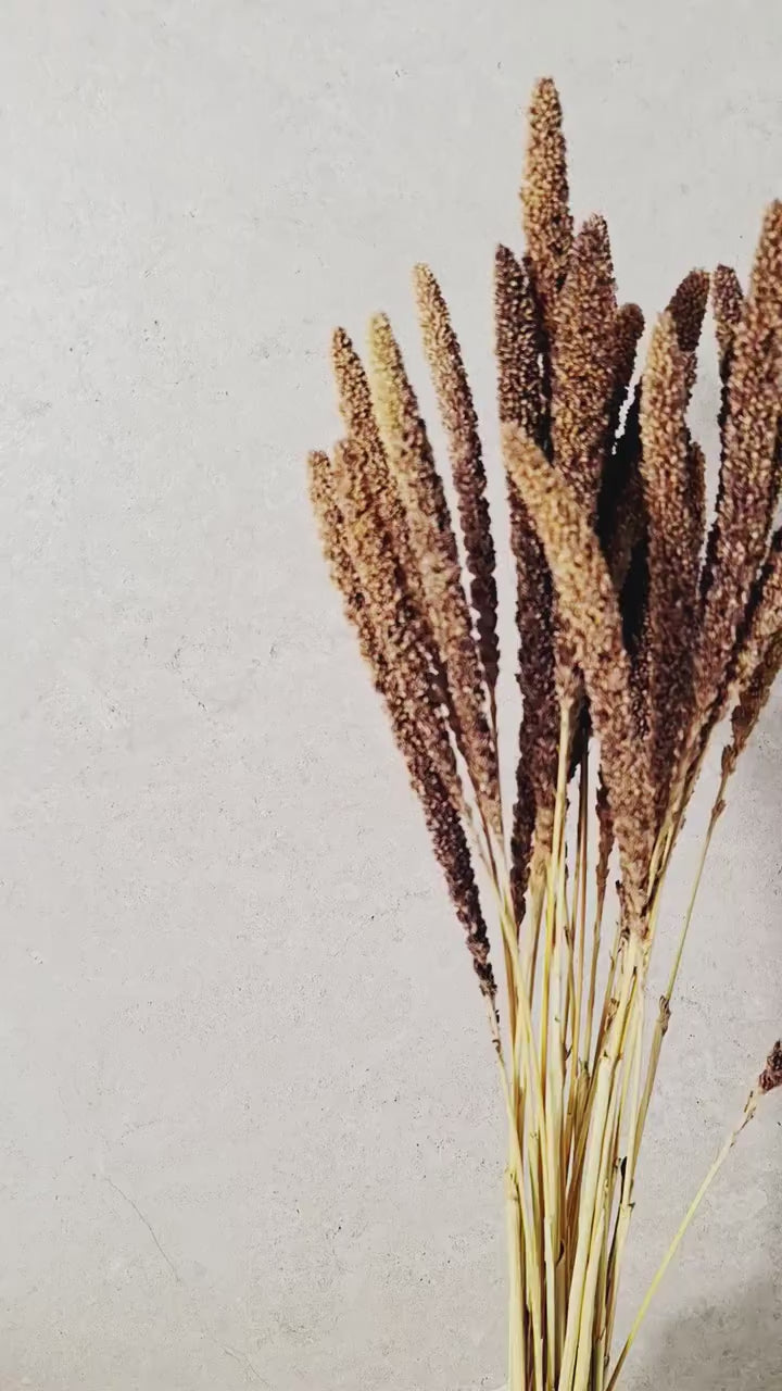 Dried Setaria Grass Natural Brown Beige, Bunny Tail Grass Stems, Floral Supply, Dried Grass for Florists, Neutral Decor