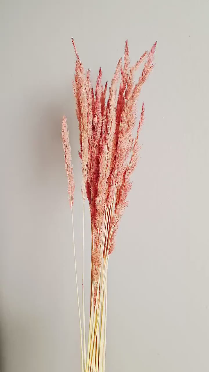 Dried Calamagrostis Reed Stems 55-60 cm | Soft Dusty Pink Reed Grass | Floral Supply | DIY Craft Material