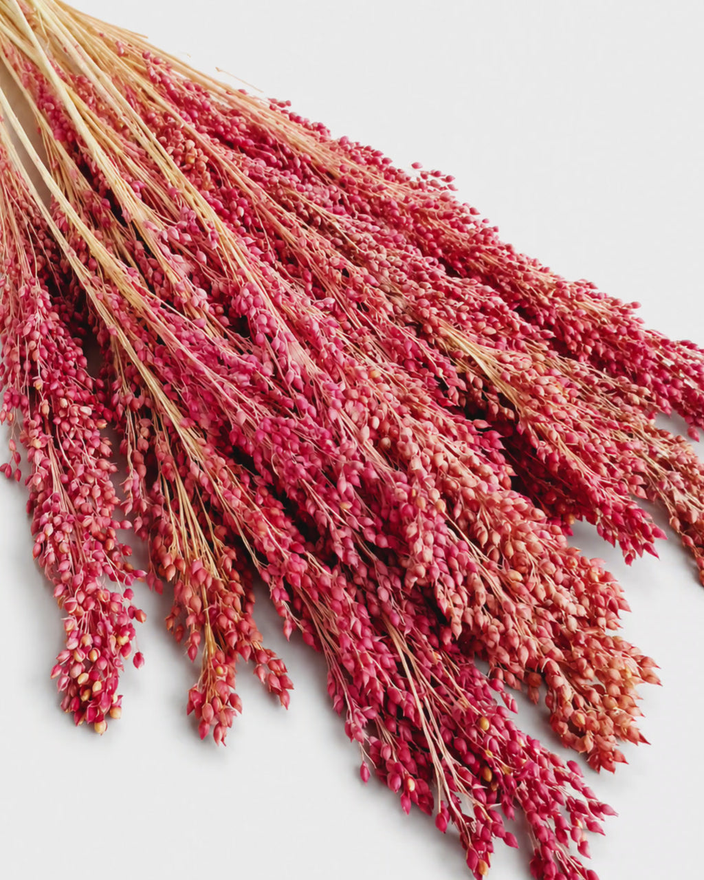 Muted Red Millet Stems