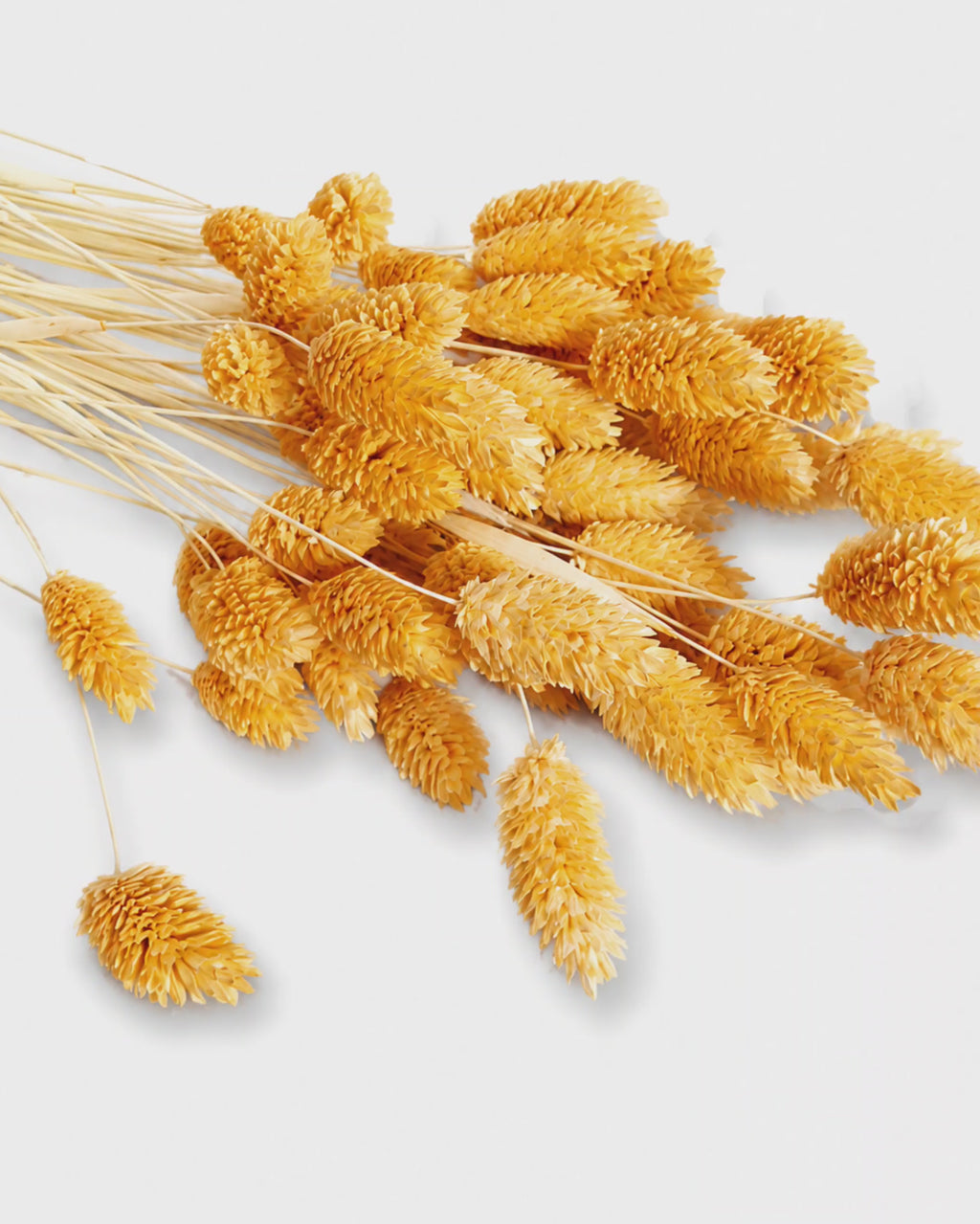 Preserved Soft Orange Phalaris Stems - Canary Grass