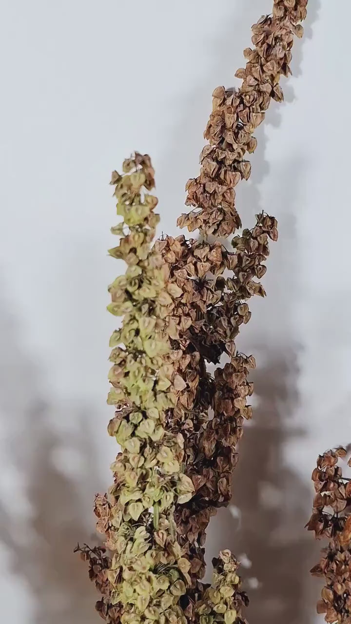 Wild Dock Dried Flower Stems | Green Brown Natural Dried Flowers | Florist Supply | Botanical Material | DIY Floral Craft