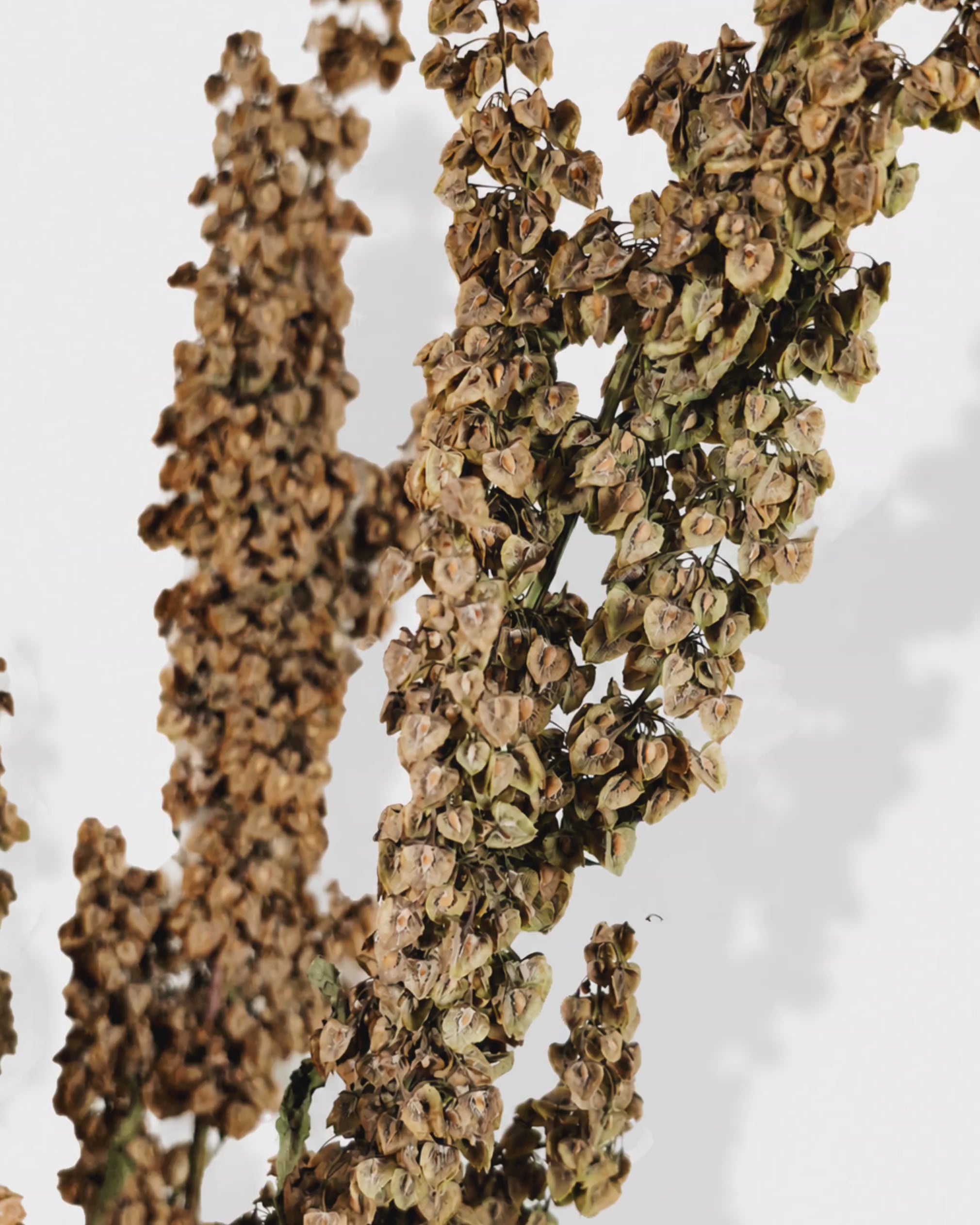 Wild Dock Dried Stems