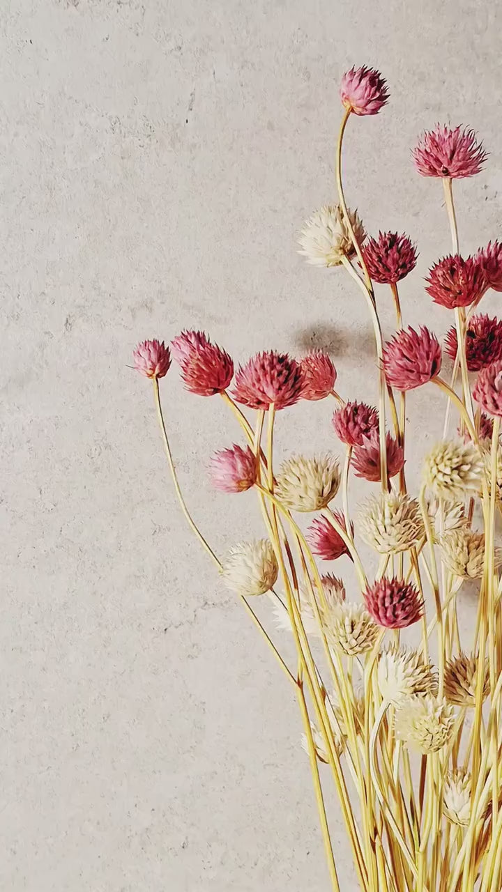 Pink  Cephalaria Stems | Soft Blush Preserved Flowers | Floral Supply | Natural Dried Flowers