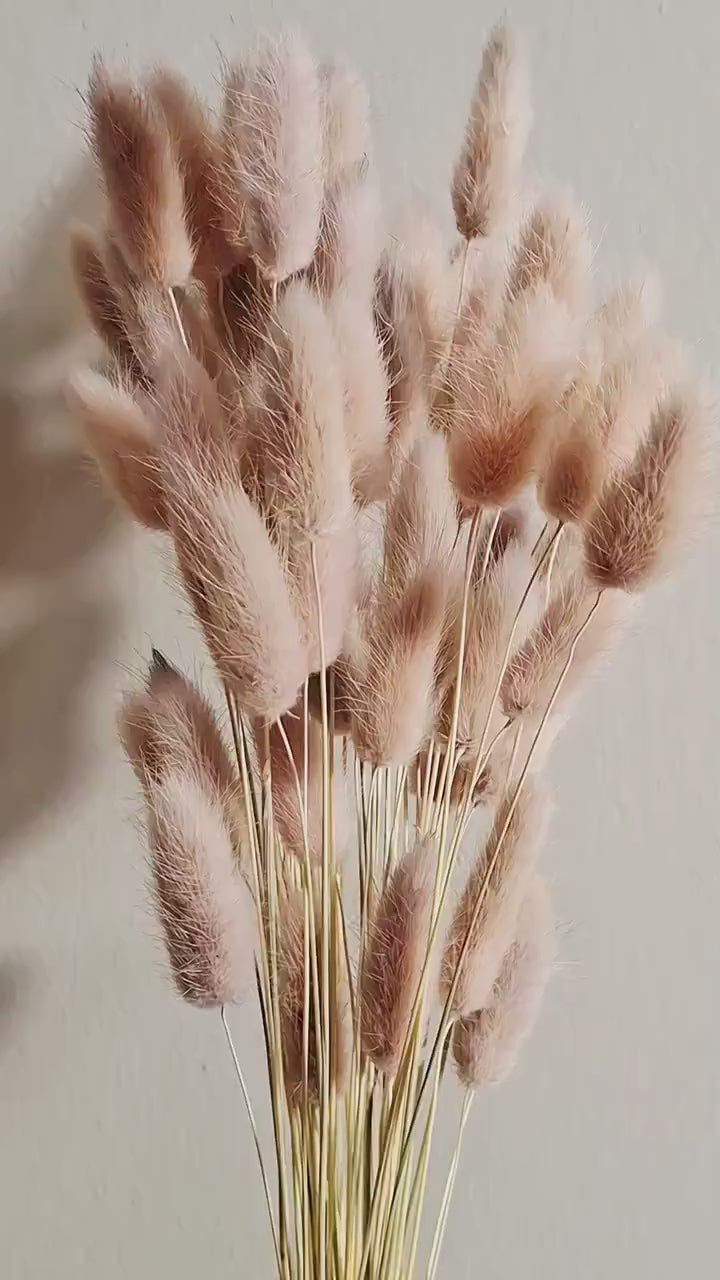 Soft Pink Bunny Tail Grass | Dried Lagurus Stems | Florist Material | Dried Flower Supply