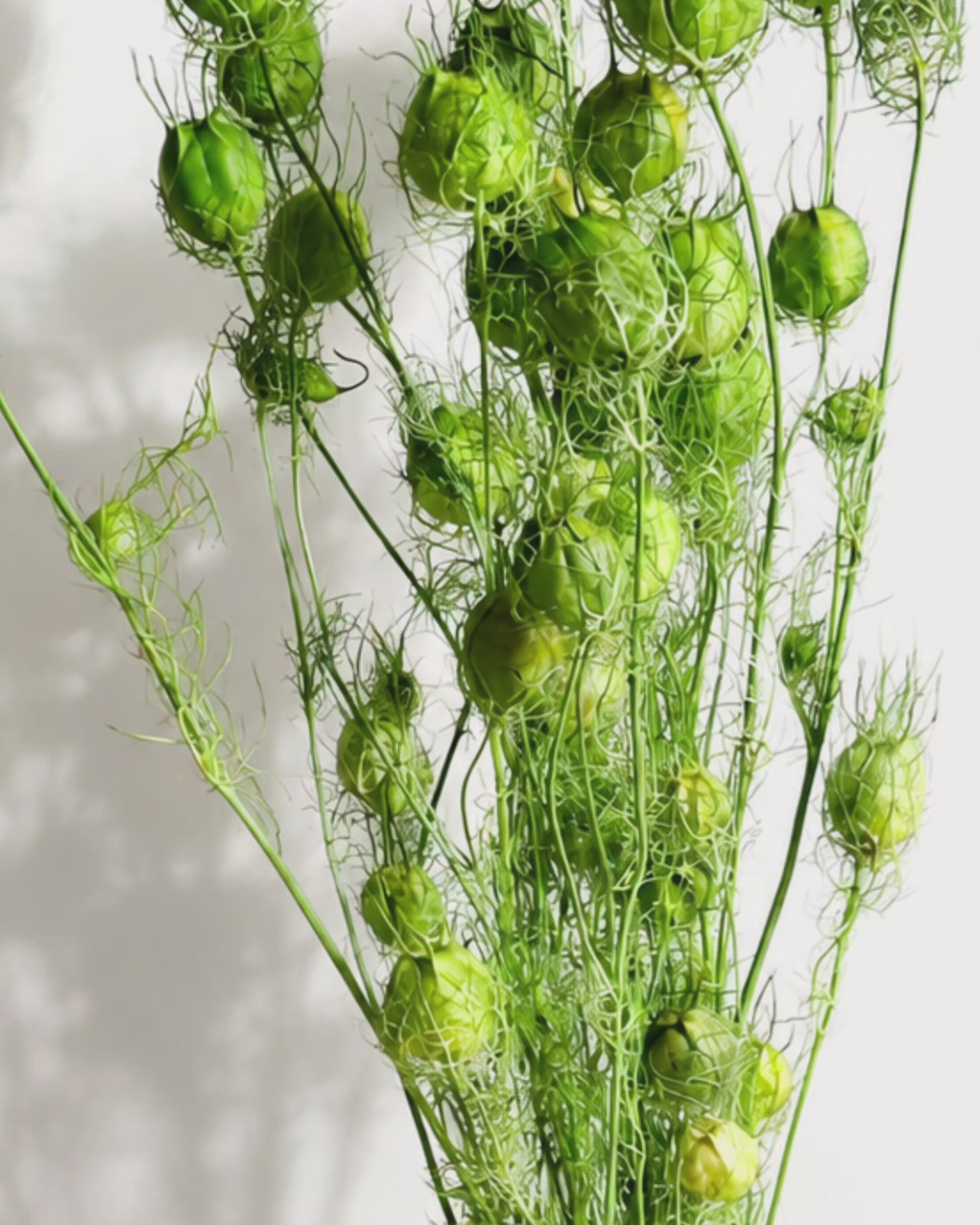 Bright Green Nigella Pods