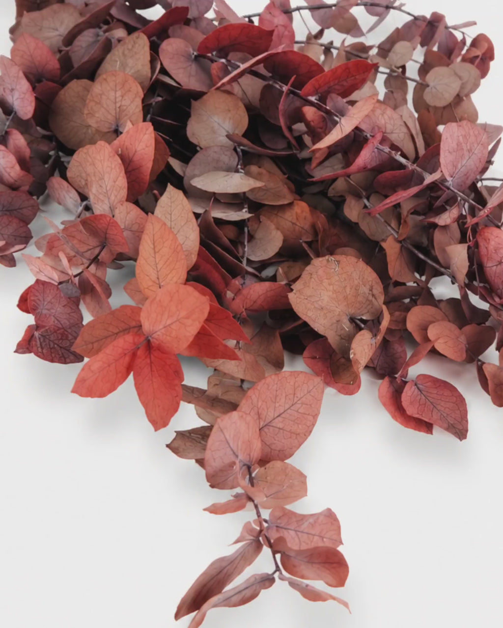 Preserved Terracotta Red Eucalyptus Stuartiana Stems - Rust Sienna Bunch
