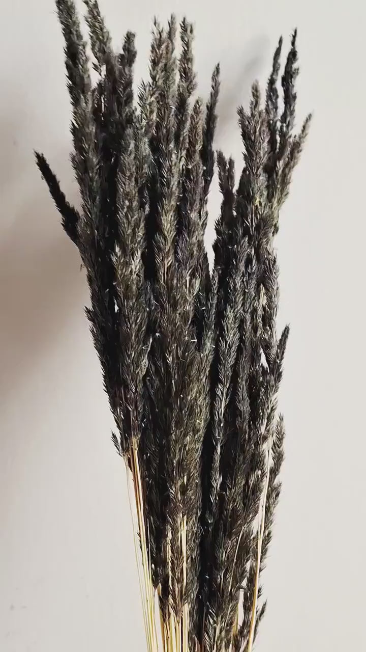 Dried Black Calamagrostis Stems 55-60 cm | Dark Reed Grass | Floral Supply | DIY Material
