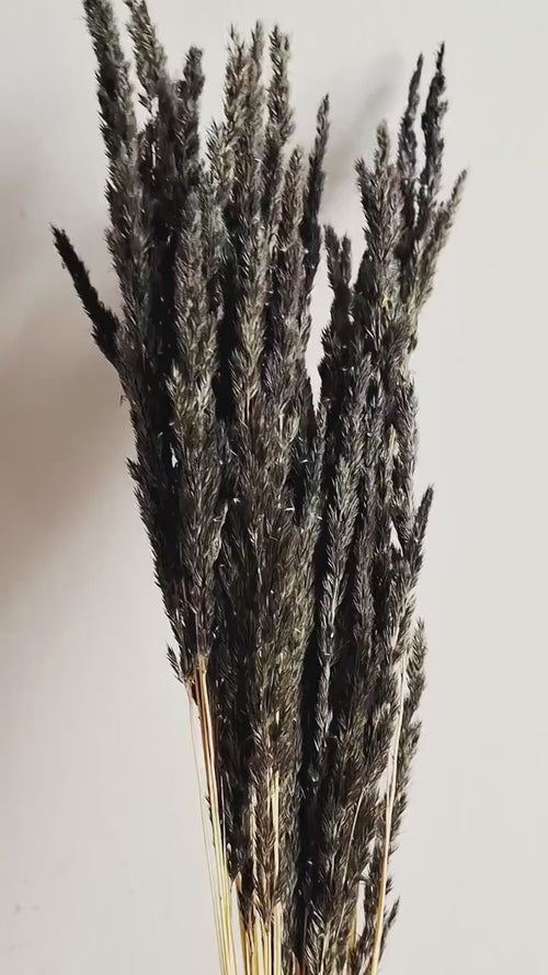 Dried Black Calamagrostis Stems 55-60 cm | Dark Reed Grass | Floral Supply | DIY Material