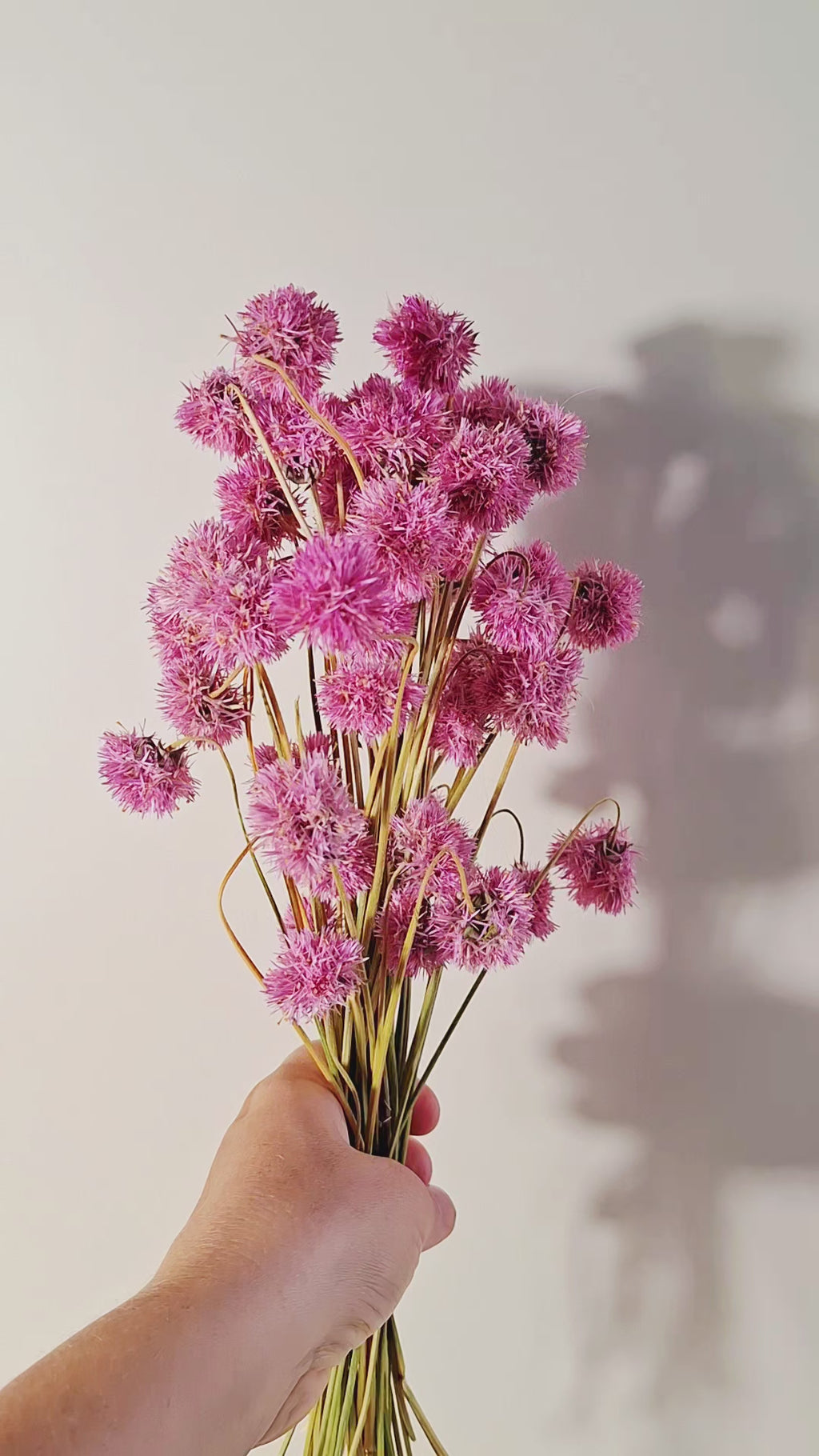 Pink Gomphrena Stems