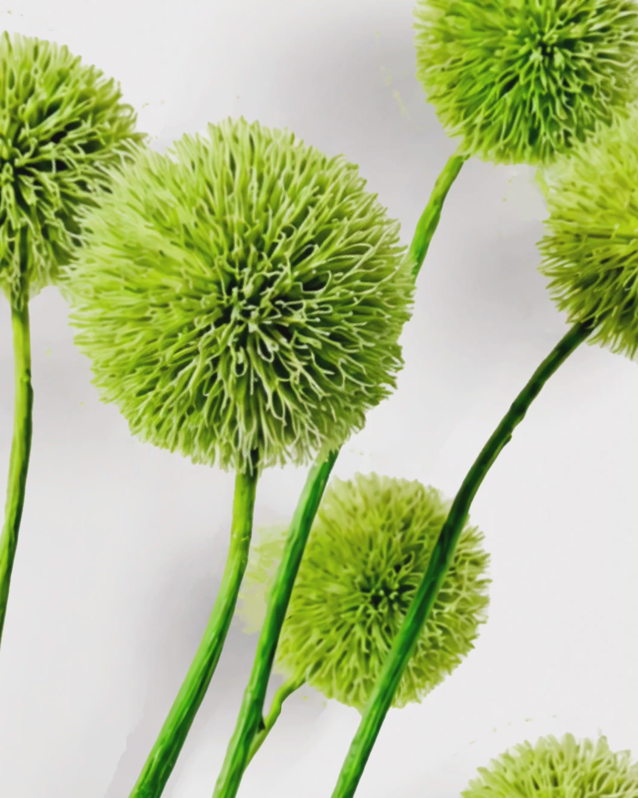 Dried Green Echinops Stems - Globe Thistle Bunch