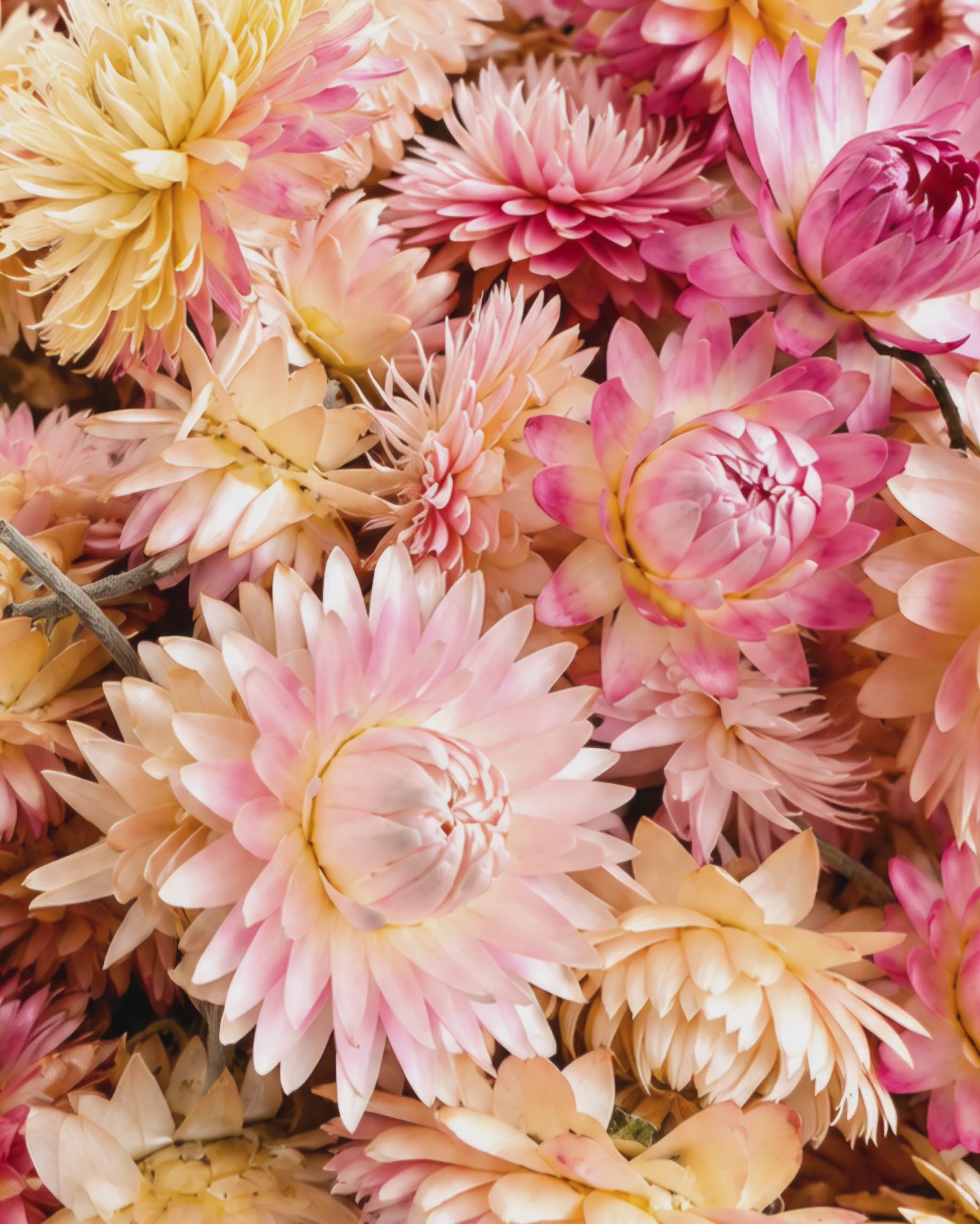 Dried Helichrysum Flower Heads - Pink & Peach Strawflower Set