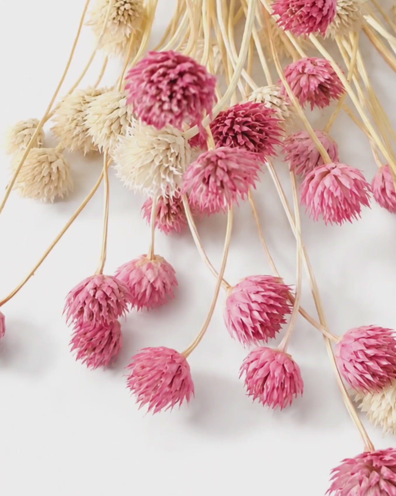 Pink Cephalaria Stems