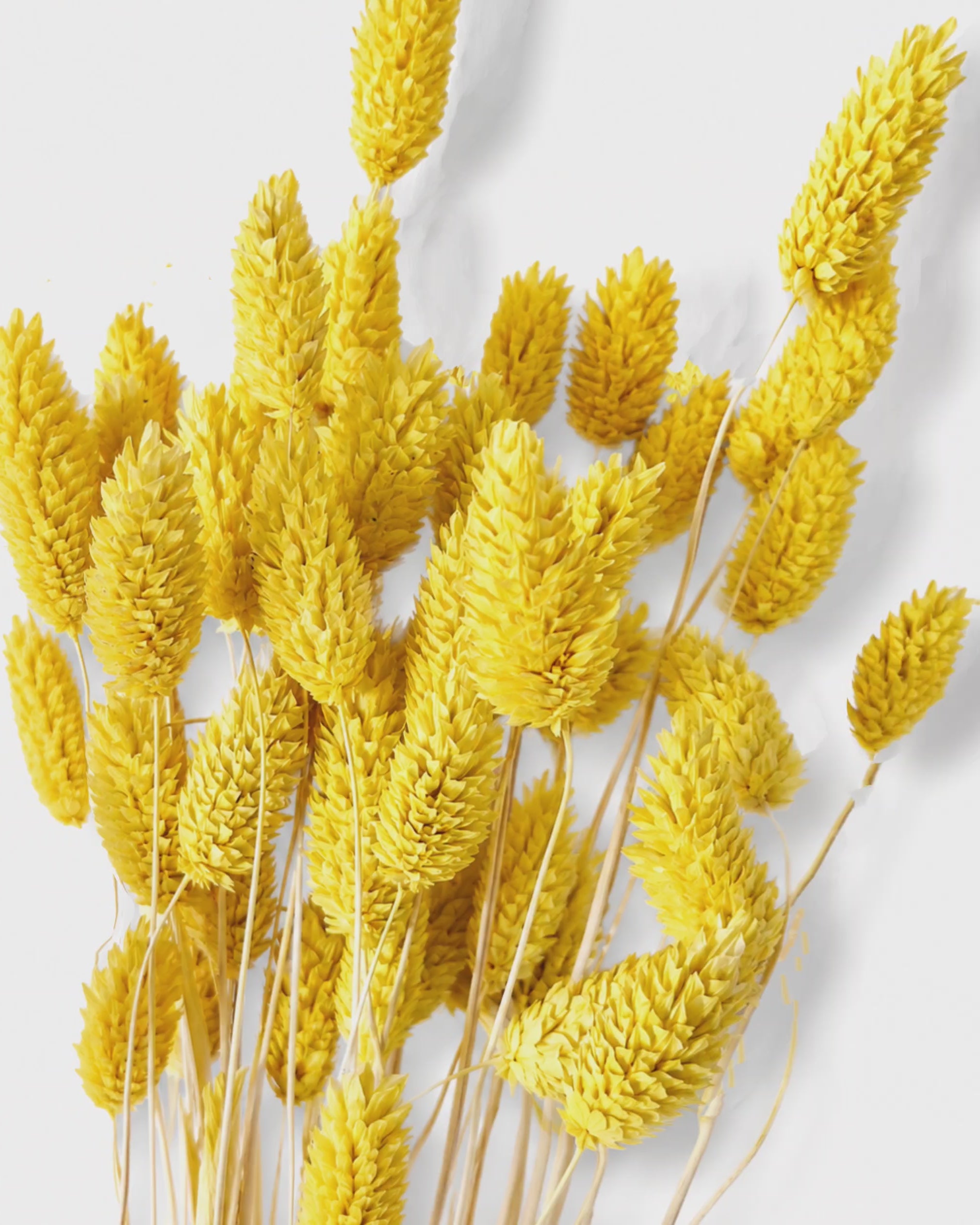 Preserved Bright Yellow Phalaris Stems - Canary Grass