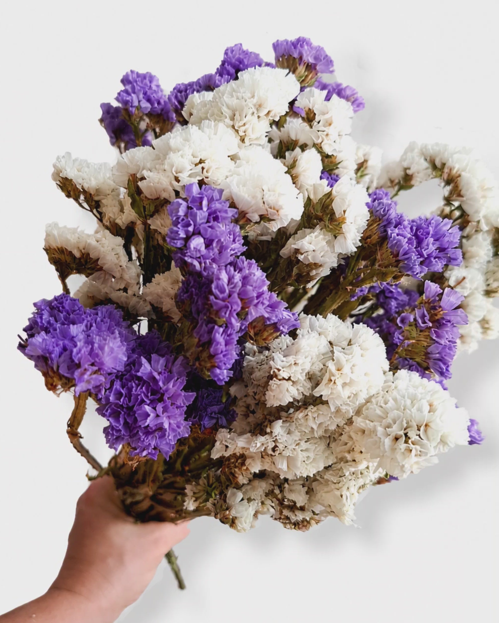 Purple and White Statice Stems