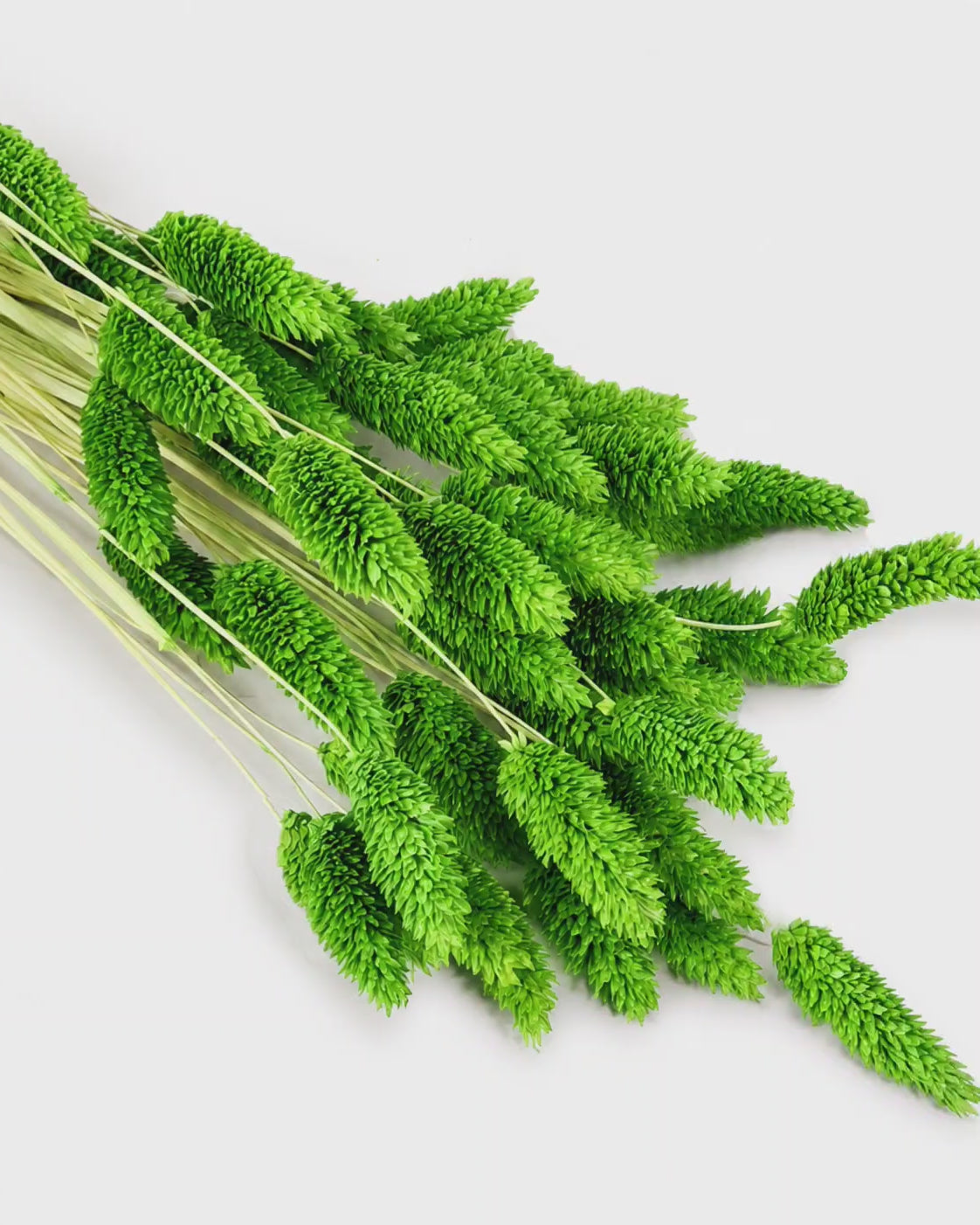 Preserved Emerald Green Phalaris Stems - Canary Grass