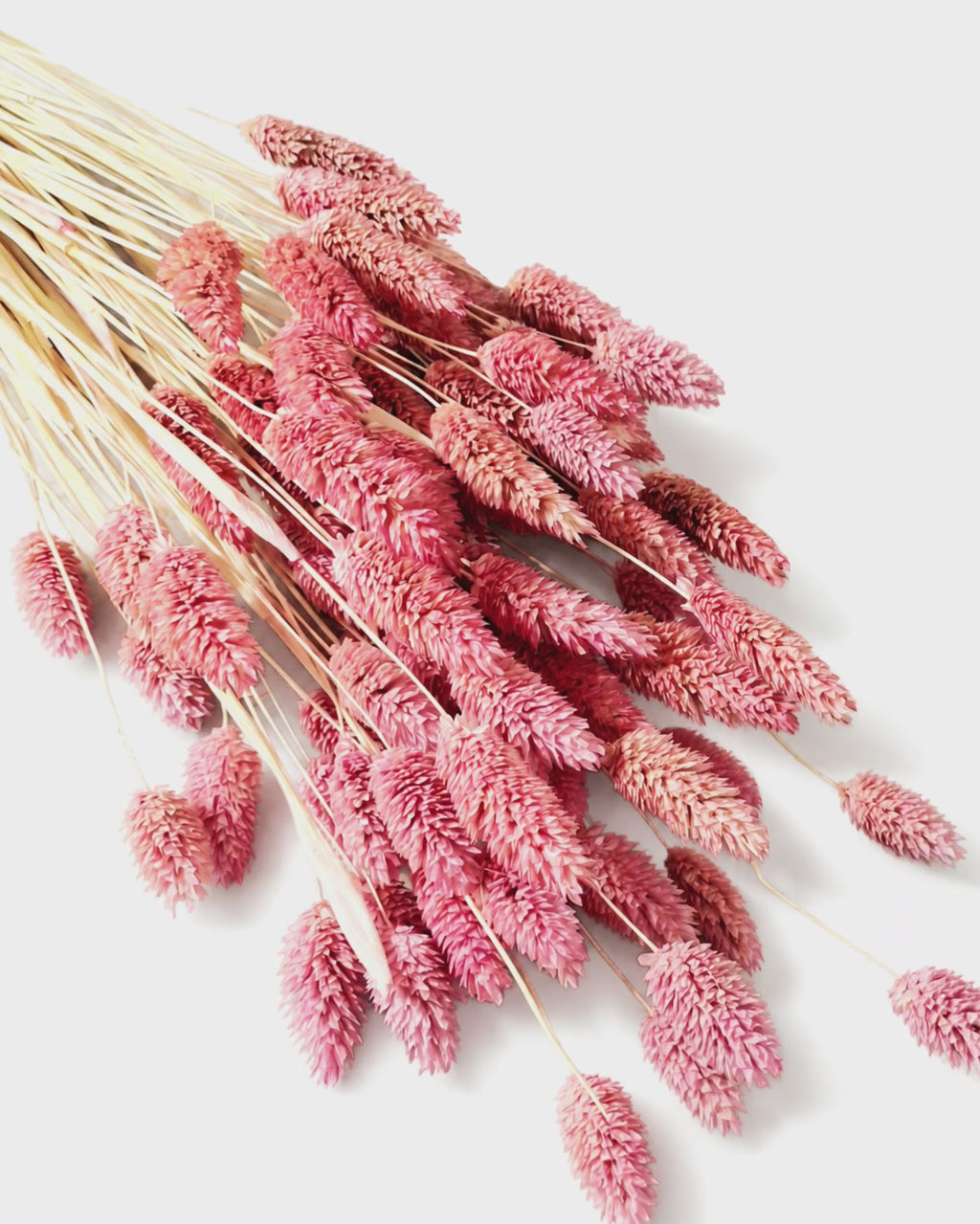 Preserved Dusty Pink Phalaris Stems - Canary Grass