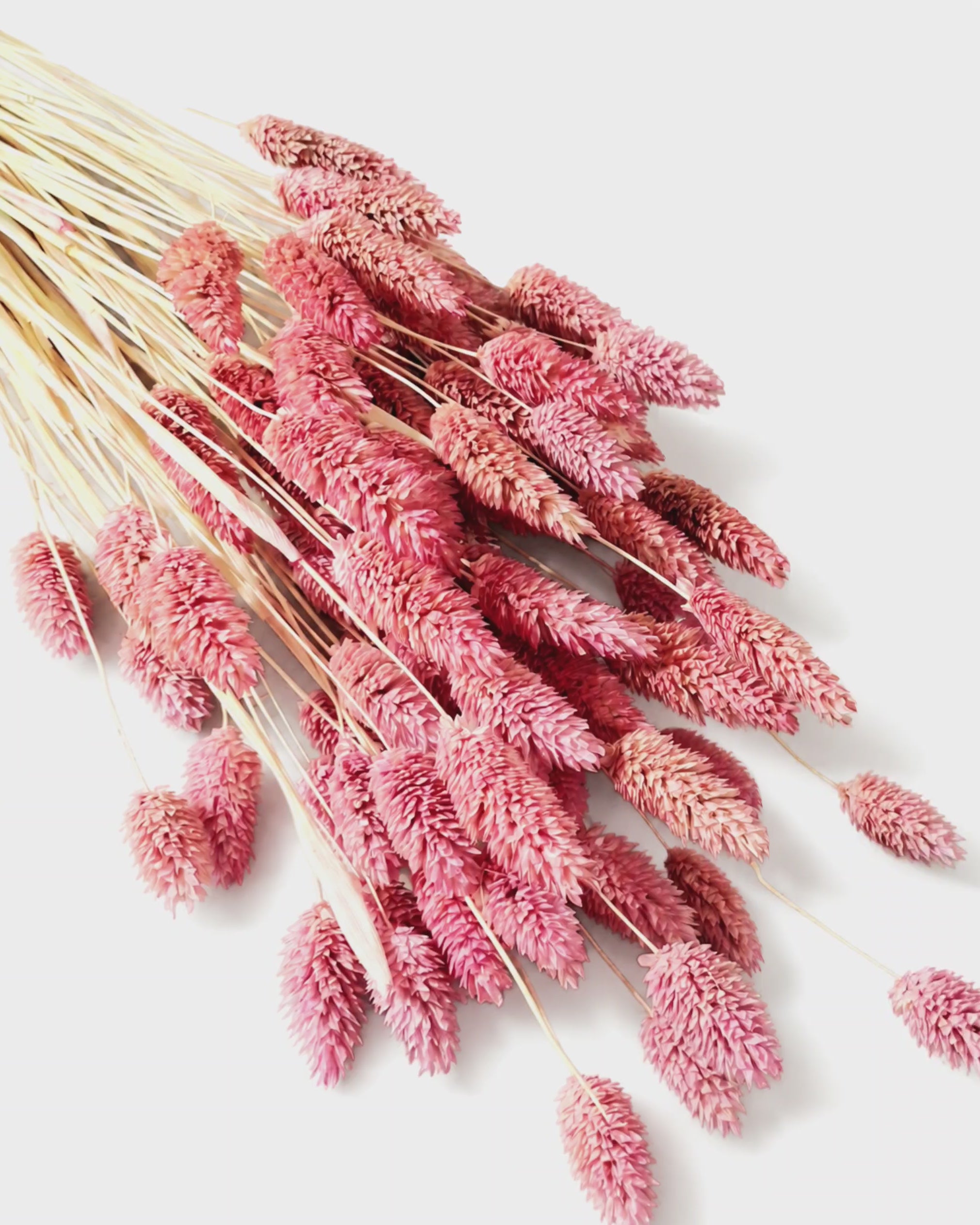 Preserved Dusty Pink Phalaris Stems - Canary Grass