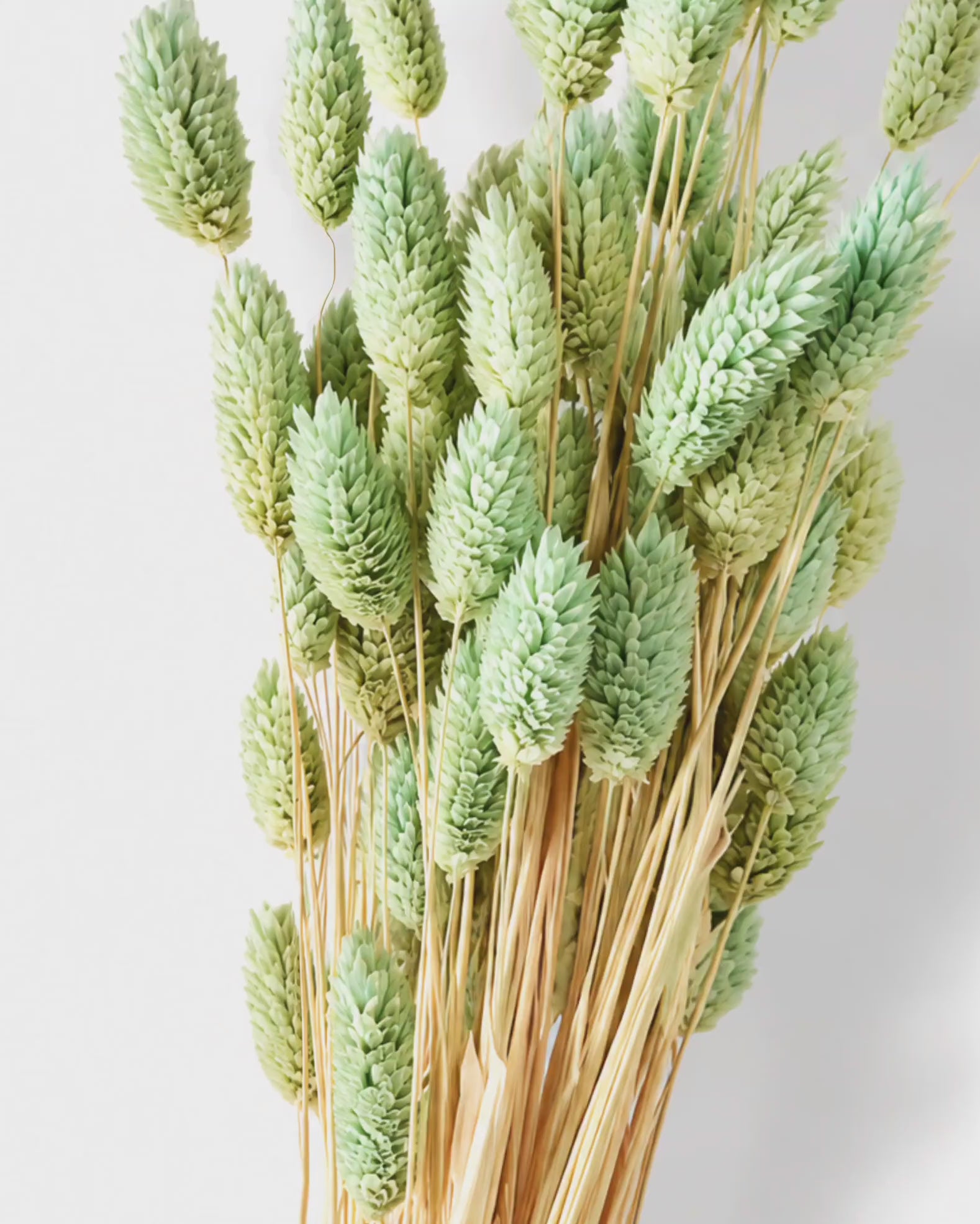 Preserved Mint Green Phalaris Stems - Canary Grass