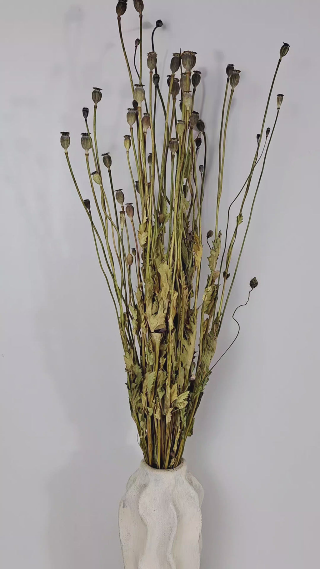 Natural Dried Poppy Stems