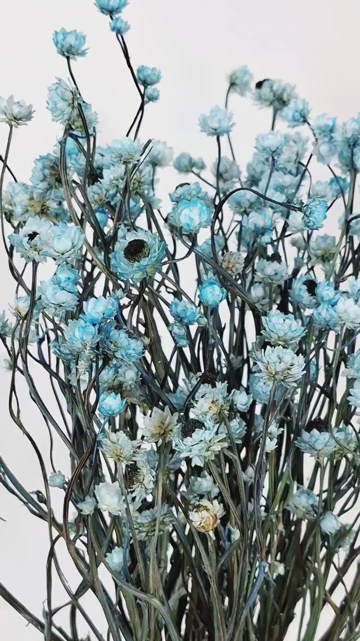 Preserved Blue Ammobium | Stabilized Floral Stems | Botanical Floral Supply | Candle Making Flowers