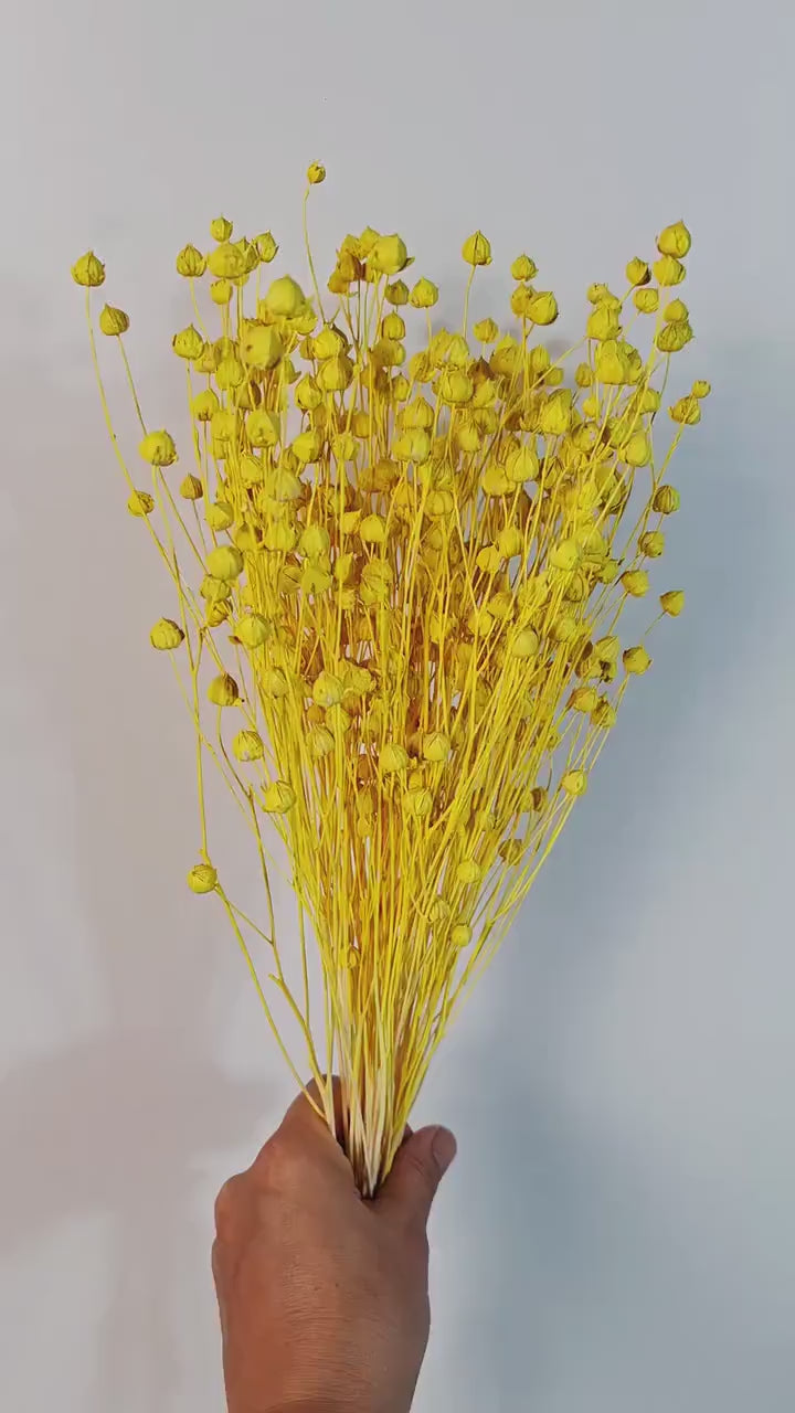 Yellow Dried Flax Stems | Preserved Flax Bundle | Florist Supply | Dried Botanical Material | DIY Floral Craft